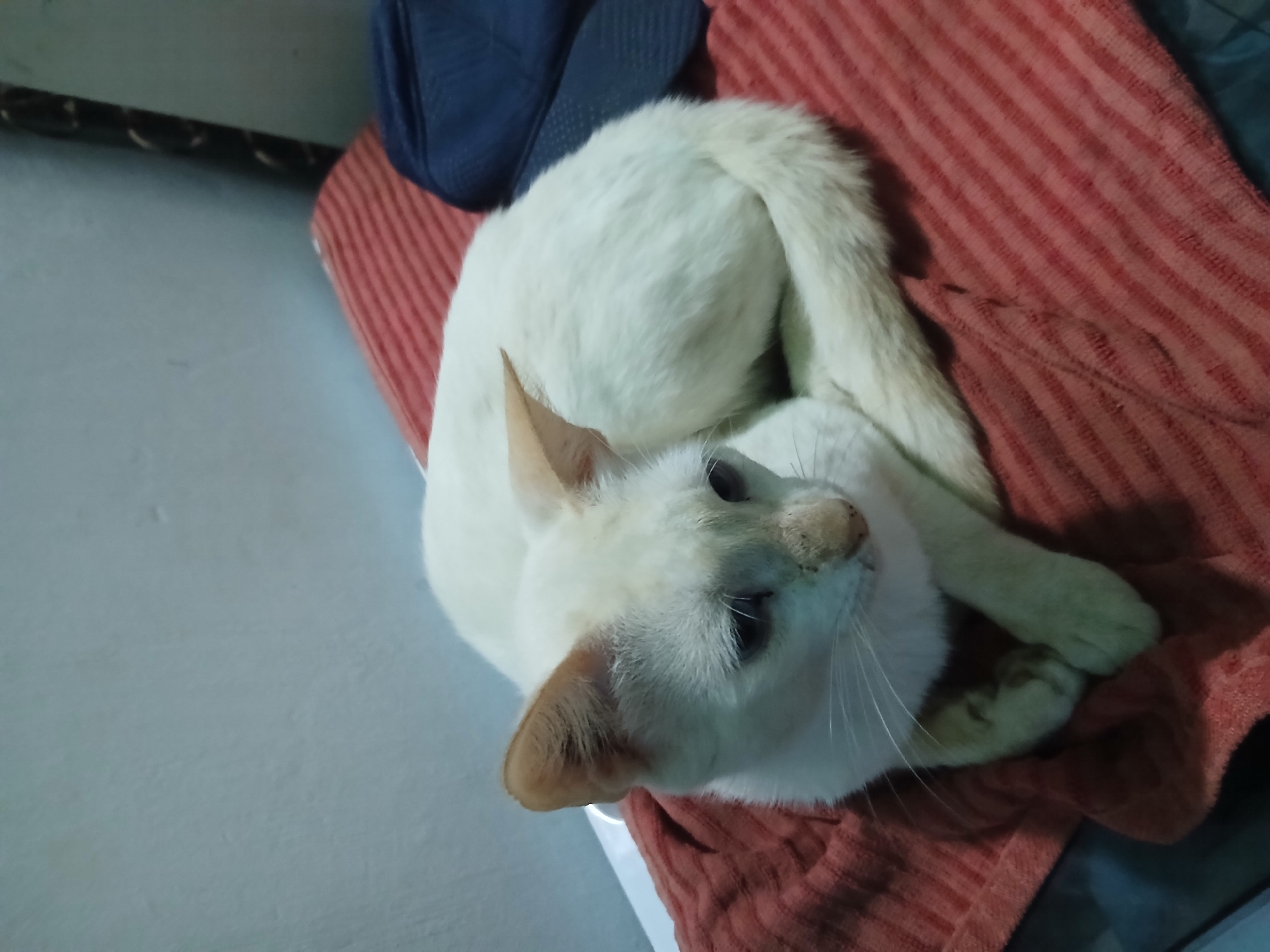 A white cat is curled up on a striped red blanket on a cushioned surface, with a blue cap visible in the upper left corner. The cat is light-colored with slightly darker ears and nose, looking up towards the left. The blanket has a striped pattern and is placed on a cushioned surface. The scene is indoors, with a white wall and a glimpse of the room's interior in the background. There is no visual information indicating it's in Juan Griego, Venezuela.