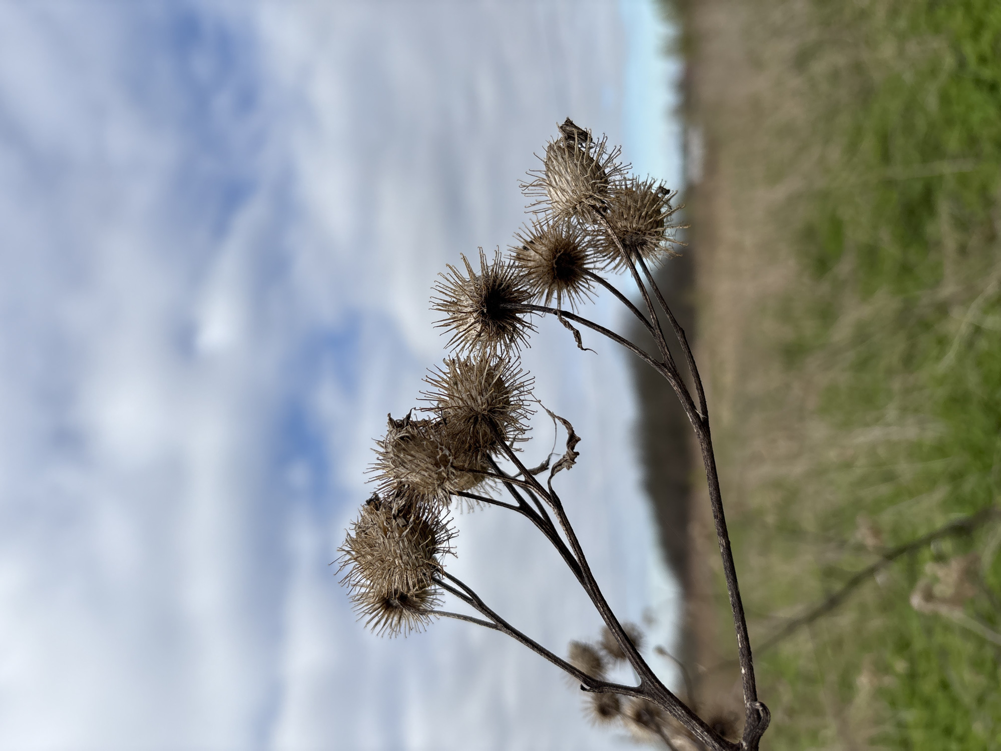 The image features a close-up, angled view of several dried burdock (Arctium) seed heads and their slender, dark stems. The plants, appearing brittle and brownish-tan, are positioned in the mid-ground, extending from the lower-right towards the upper-left of the frame. Their characteristic hooked bracts are clearly visible, forming spiky, spherical clusters.
The background is divided into two distinct, heavily blurred areas. The upper-left portion of the image displays an overcast or partly cloudy sky, showing patches of light blue amidst soft white and grey clouds. The lower-right background consists of indistinct green and brown vegetation, suggesting a field or natural ground cover, rendered completely out of focus due to a shallow depth of field. A faint, blurred horizontal line, likely the distant horizon, separates the sky and land in the far right.
No people or visible text are present. The scene is a static natural landscape, likely captured during late autumn or winter given the dry state of the plants. The setting is an outdoor environment, possibly a field or roadside in Staroe Rakomo, Russia. The light suggests it is daytime, though direct sunlight is not apparent.