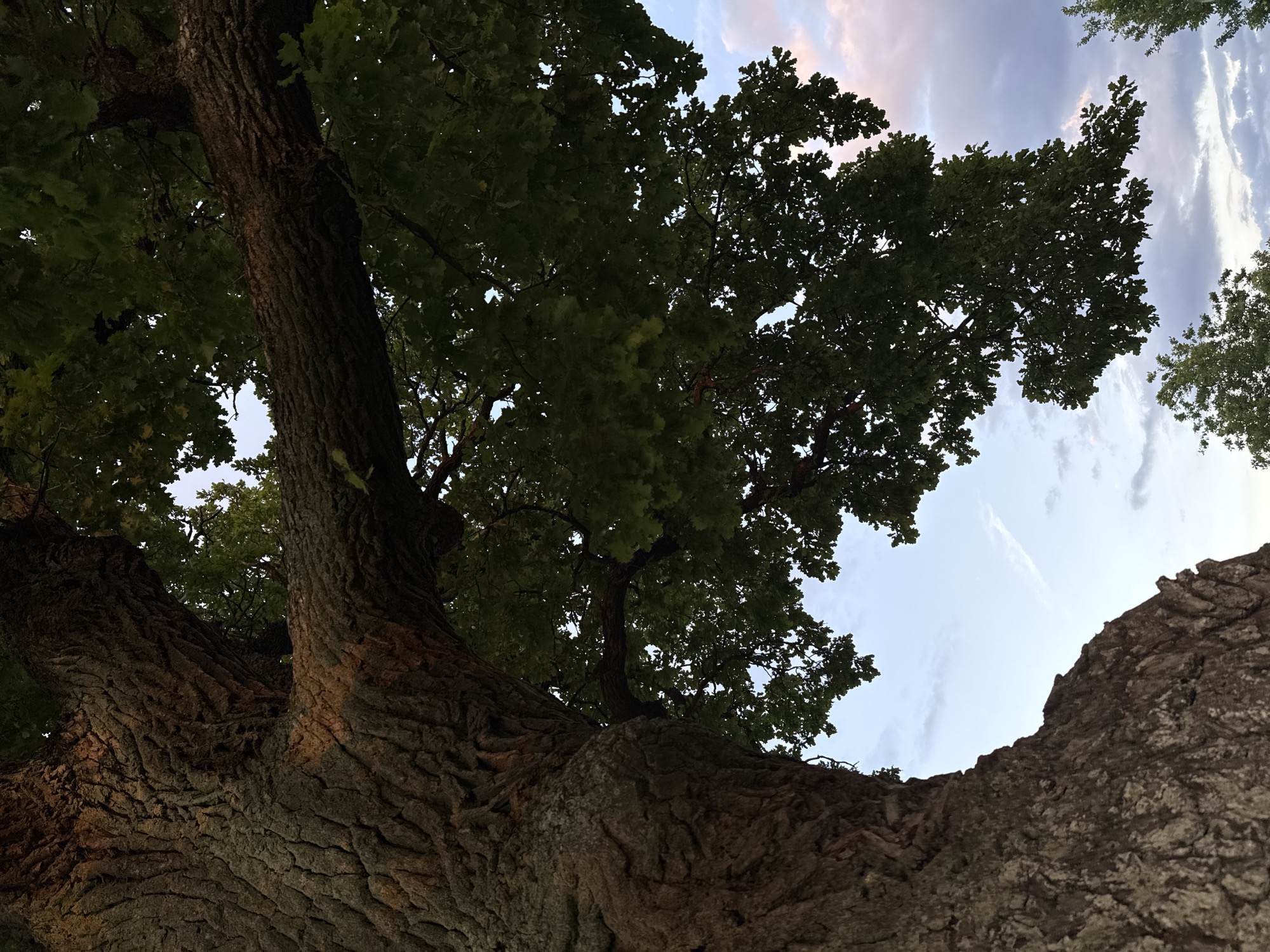 A low-angle, medium shot captures the textured bark of a large tree trunk on the left, with its branches and dark green foliage extending across the upper portion of the frame. The trunk is thick and gnarled, with deep fissures running vertically. A substantial branch, also covered in rough bark, juts out horizontally from the trunk, disappearing into the canopy of leaves. The leaves are dense and cast shadows, obscuring much of the sky behind them.
In the background, a soft, pale blue sky is visible, interspersed with streaks of wispy white clouds and hints of soft pink and purple, suggesting it might be twilight or dawn. The tips of other trees can be seen in the distance at the bottom right and lower left of the image. The scene is devoid of any people or animals. The setting appears to be a natural environment, possibly a park or a less urbanized area, given the prominence and size of the tree. The overall impression is one of natural grandeur and tranquility.