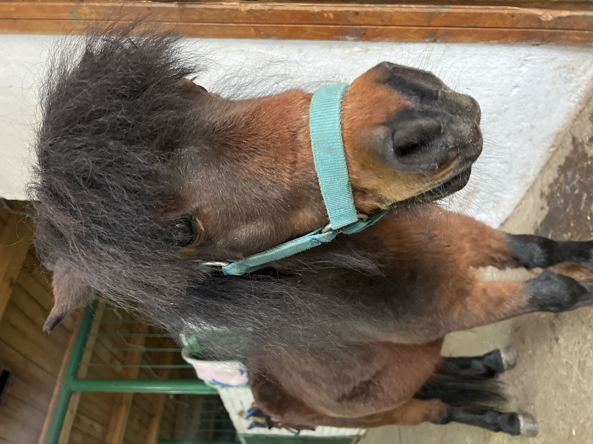 A close-up, slightly rotated portrait-style shot features a small, brown pony within what appears to be an indoor or sheltered stable. The pony is positioned with its head turned to the viewer's left, showcasing its dark brown, shaggy mane and a dark muzzle. It wears a light blue fabric halter. Its coat is a rich brown, and its lower legs and hooves are dark.
In the background, a horizontal wooden beam runs across the top, situated above a textured white wall or partition. To the lower left, a green metal structure, likely part of an enclosure or gate, is visible, with hints of wooden paneling behind it. The ground beneath the pony's legs is a light, neutral color, possibly concrete or packed earth. The lighting suggests it is daytime, with soft, even illumination implying an indoor or shaded setting. The pony exhibits a calm and neutral demeanor. There is no visible text in the image.
