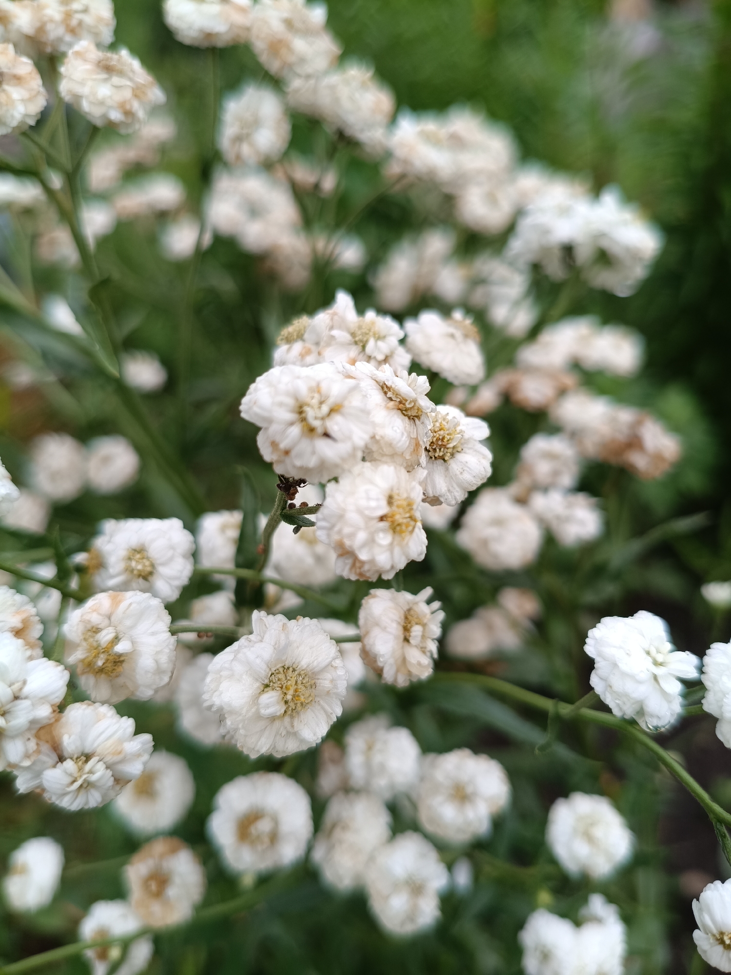 A close-up, macro photograph captures a cluster of small, white flowers with delicate, ruffled petals and yellow centers. The flowers are densely packed on thin, green stems, some of which are visible and also show tiny, reddish-brown insects. The background is a soft blur of green foliage and more out-of-focus white flowers, creating a shallow depth of field that emphasizes the detail of the foreground blossoms. The lighting suggests an overcast or shaded outdoor environment. The scene is natural and appears to be a garden or wild growth, likely within the natural landscape surrounding Nizhnekamenka, Russia.