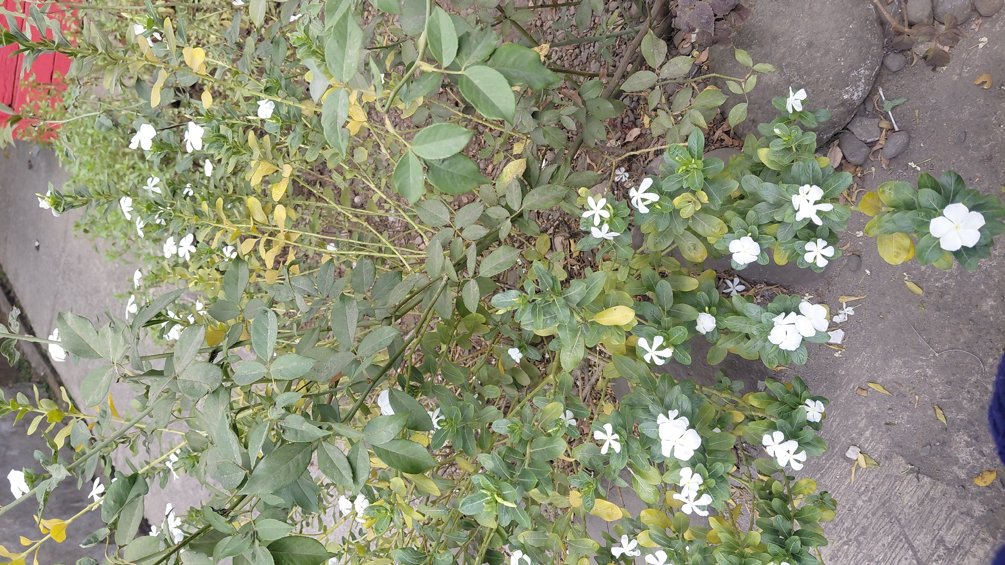 This is a medium shot, outdoor photograph of a bush with numerous white flowers and green leaves, growing near a concrete path. The bush has many branches, some with yellowing leaves, and is situated on the ground. The background shows more foliage and a red structure, possibly a building. The overall scene appears to be a garden or public space. The photograph was taken on November 18, 2023, at 11:37 AM in Pasir Kidul, Indonesia.