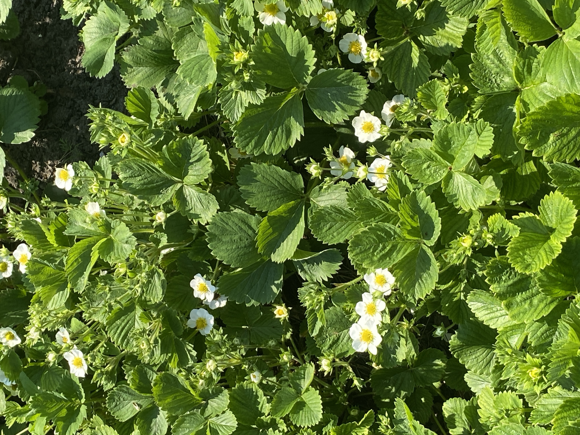The image shows a ground-level view of strawberry plants with green leaves and white flowers with yellow centers. The plants are densely packed, with some areas showing exposed soil. The image is taken outdoors, with natural lighting. There is no indication of the city of Oblivskaya, Russia, or any people, actions, or interactions.
