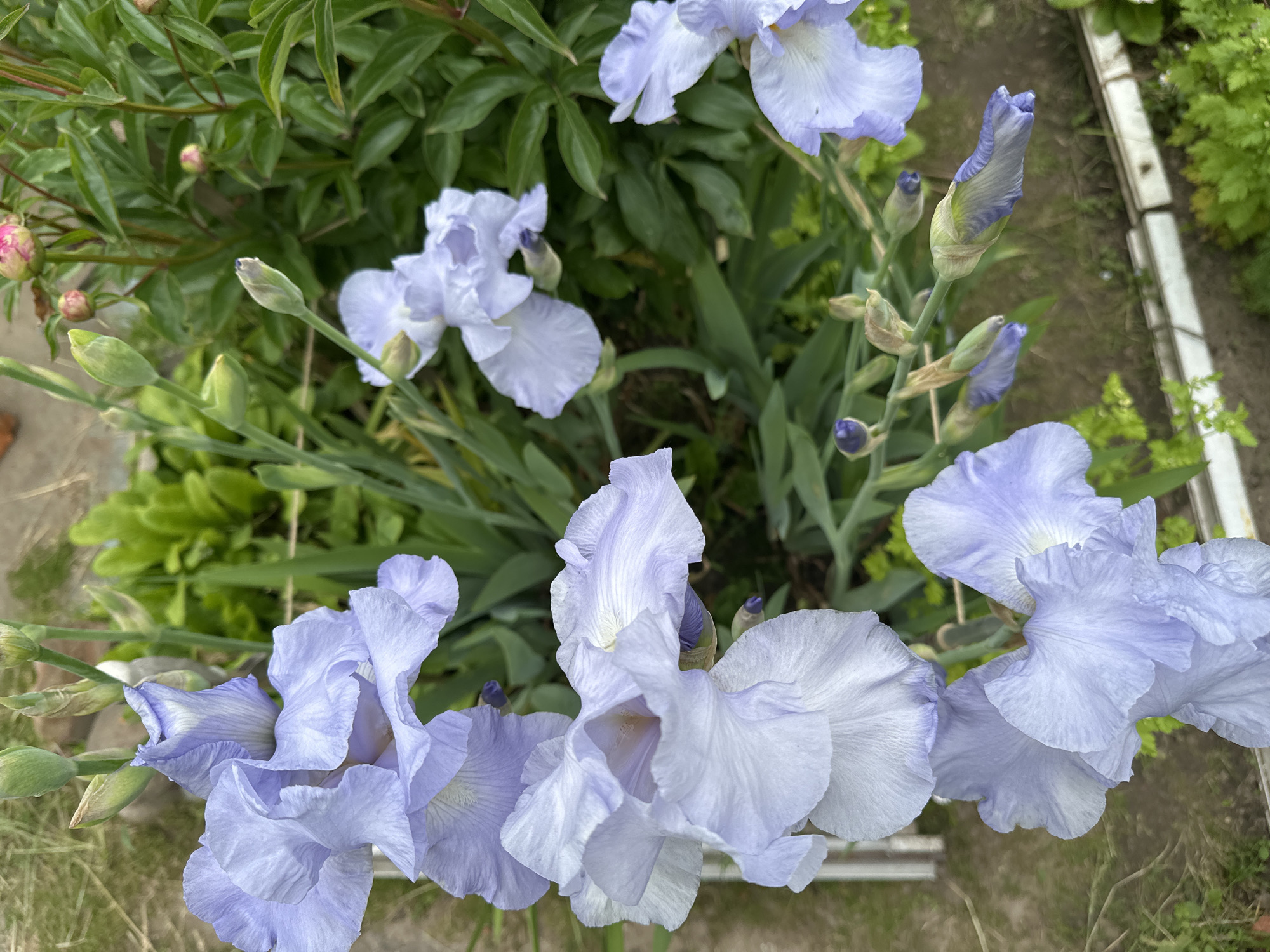 This media file captures a close-up, high-angle view of several light purple-blue irises in bloom within a garden setting in Minsk, Belarus. The vibrant irises are the primary subject, with multiple fully opened flowers showcasing their delicate, ruffled petals and lighter centers. Several iris buds, some tightly closed and others beginning to unfurl, are also visible on their green stalks.
The flowers are surrounded by lush green foliage belonging to the iris plants themselves, as well as the dense, dark green leaves of other plants in the background, possibly peonies, indicated by a few pink flower buds seen in the cropped images. The ground beneath the plants appears to be soil or sparse grass, and a white, possibly plastic or wooden, garden edging or border runs along the bottom and right side of the frame.
The scene depicts a peaceful moment in a garden, likely during daytime, suggested by the soft, natural light and lack of harsh shadows. There is no visible text in the image.