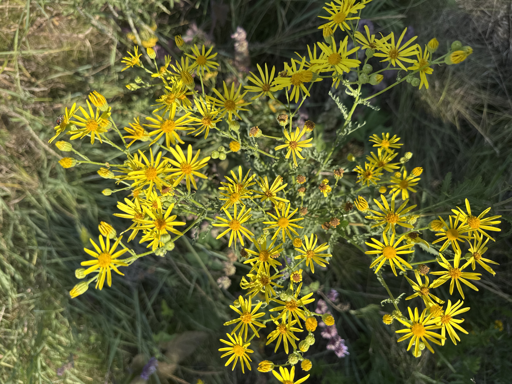 The image shows a close-up, top-down view of a cluster of yellow wildflowers with thin, ray-like petals and central yellow discs. The flowers are in various stages of bloom, with some fully open and others as buds. They are growing in a grassy, outdoor environment. The background is a blur of green grass and some hints of purple flowers. There is a small insect, possibly a beetle, visible on one of the flowers. The lighting suggests it is daytime, with shadows cast on the lower right side of the image. The setting is a field or meadow. There is no indication of the specific location within Chervonyi Step, Ukraine, beyond it being an outdoor natural setting.