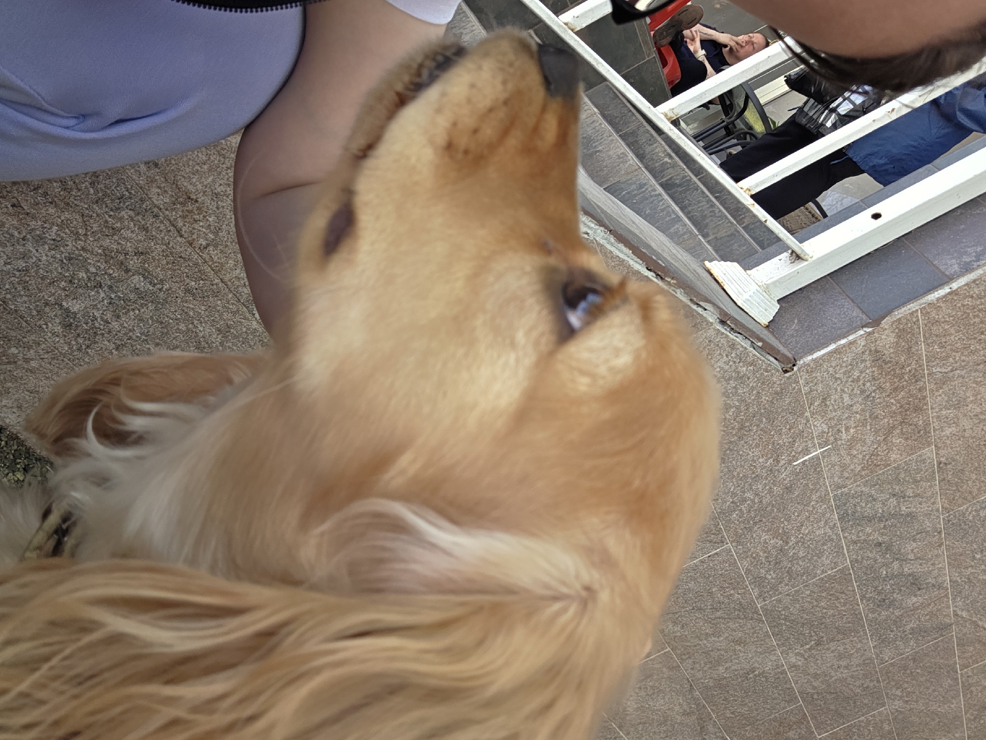 A close-up shot captures a golden retriever dog prominently in the foreground, looking upwards with an attentive gaze. Its golden-brown fur is visible, with hints of its nose and eyes. Part of a person's arm and shoulder, wearing a light purple garment with a black zipper, is visible in the upper left, suggesting interaction with the dog.
The setting appears to be an outdoor or semi-outdoor area in Pleven, Bulgaria, possibly a patio or balcony. The floor is covered with light brown and grey speckled tiles arranged in a rectangular pattern. A white metal railing with vertical bars diagonally crosses the mid-ground, separating the foreground from a lower area.
Beyond the railing, on a lower level, at least two individuals are visible. One person is reclining on a red outdoor chair, seemingly relaxed or engaged with a device. Another person, wearing a blue jacket and dark pants, is partially seen near a black outdoor chair and table. Dark grey steps lead down to this lower level. The lighting suggests it is daytime. No text is visible in the image.
