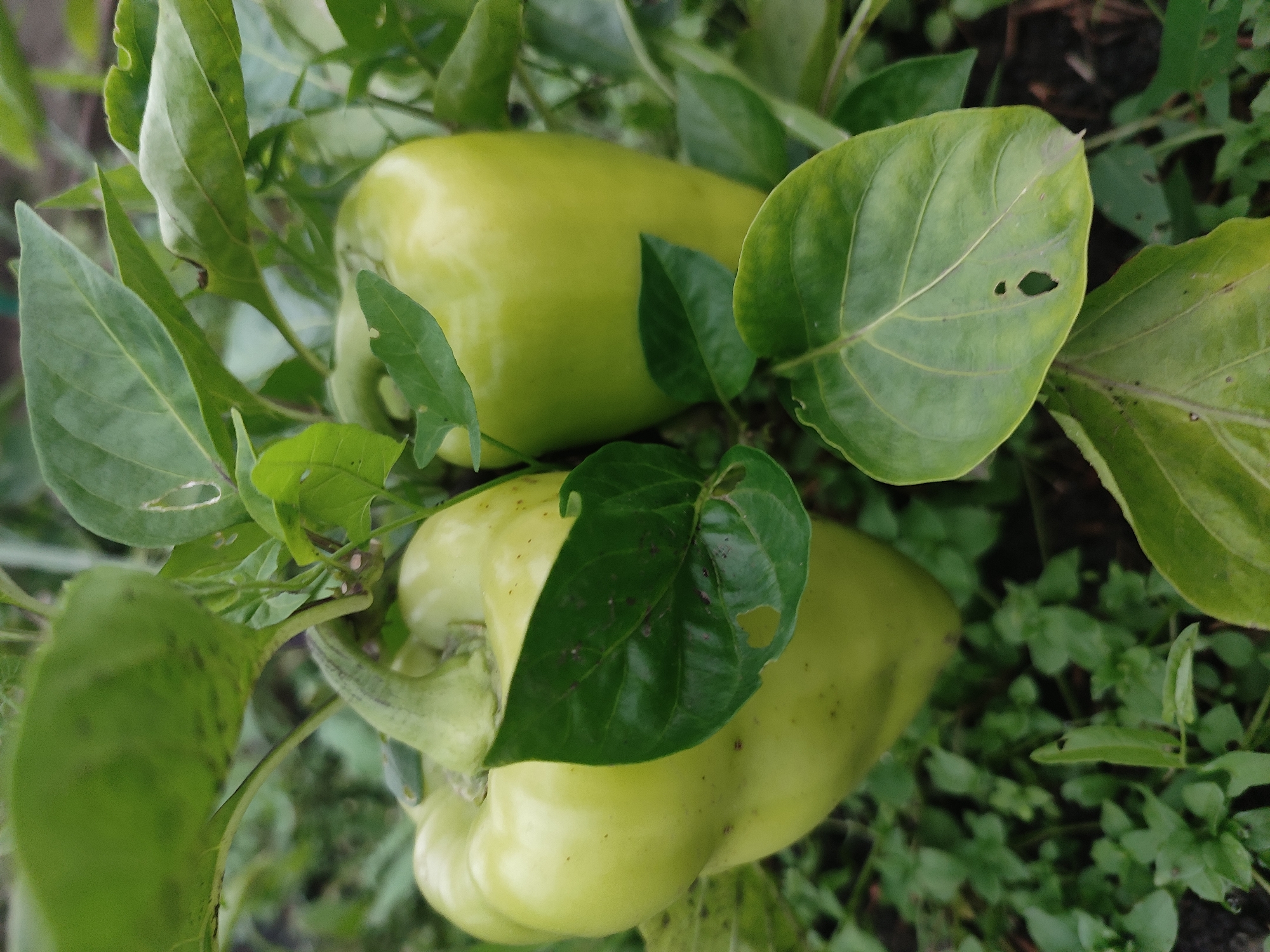 A close-up, eye-level shot captures two pale green bell peppers on a plant, surrounded by lush green foliage. The peppers are the primary subjects, with one larger pepper on the left and another slightly smaller one on the right, partially obscured by leaves. The plant appears to be growing outdoors, with dark soil and small green weeds visible in the background. The lighting is natural, suggesting an overcast day or shade. The image is taken in Il'bukhtino, Russia.