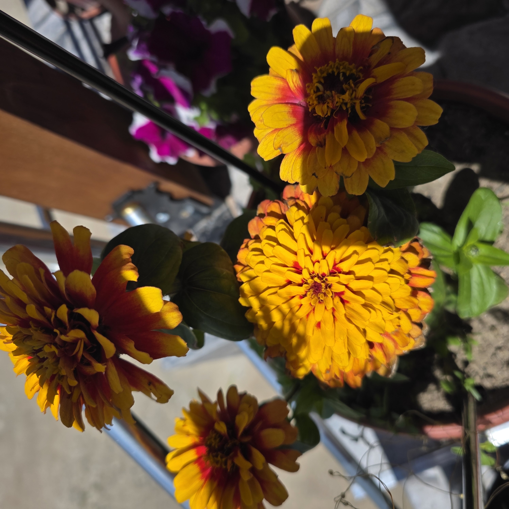 The image shows a close-up view of several bright orange and yellow zinnias in a pot, with hints of purple petunias in the background. The flowers are bathed in sunlight, creating strong shadows and highlighting the intricate details of their petals. A metal railing is visible on the left, and a wooden structure is in the upper right. The scene appears to be an outdoor setting, possibly a balcony or patio, in Smolevo, Bulgaria. There are no people or animals present in the image. The focus is entirely on the vibrant floral arrangement.