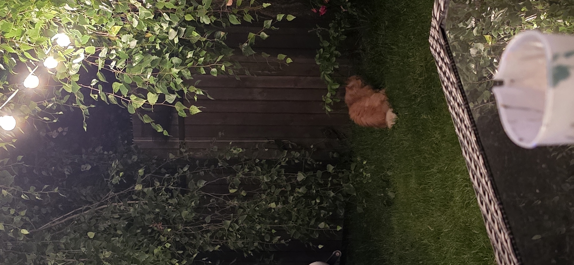 In Kaliningrad, Russia, a fluffy orange cat is sitting on a grassy lawn in a dimly lit backyard. The cat is facing away from the camera, with its body hunched. String lights are visible overhead, illuminating the surrounding trees and a wooden fence. In the foreground, a portion of a wicker-framed table and a white cup are visible. The overall scene suggests a tranquil evening setting outdoors.