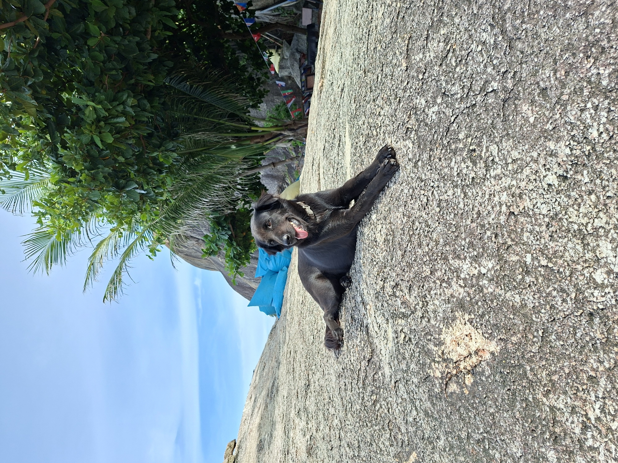 A black dog with a light-colored collar lies on a large, textured gray rock, facing left with its tongue sticking out. The dog is in the foreground of the image. In the background, there are lush green trees, palm trees, large boulders, and a bright blue sky with some wispy clouds. There are also some blue cushions and colorful flags visible in the background. The scene appears to be outdoors, likely in a tropical environment.