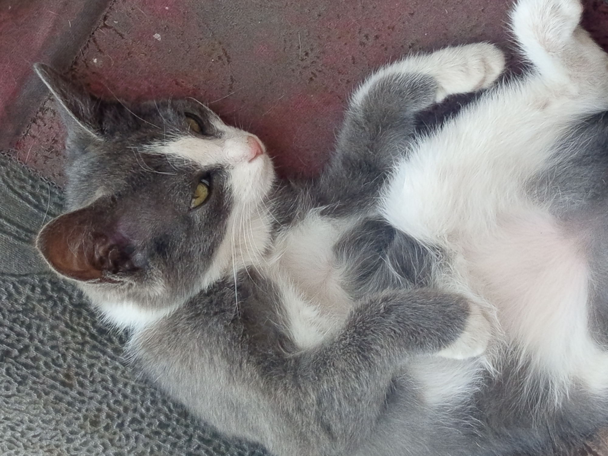 A grey and white cat is lying on its side on a reddish-brown surface, which appears to be textured, possibly concrete or a rough mat. The cat is curled up with its front paws tucked under its body and its head resting on its side, facing to the right. Its eyes are open and appear to be a yellowish-green color. The cat's fur is a mix of grey and white, with a white chest and belly, and grey markings on its back and head. A portion of its left ear is visible, which is brown on the inside and grey on the outside. The background consists of a grey, textured surface, possibly a woven mat or fabric, that the cat is lying on. The image quality is moderate, with some slight blurriness. The scene appears to be outdoors. The image does not provide any specific clues to determine its location within Jardy-Su, Kyrgyzstan.