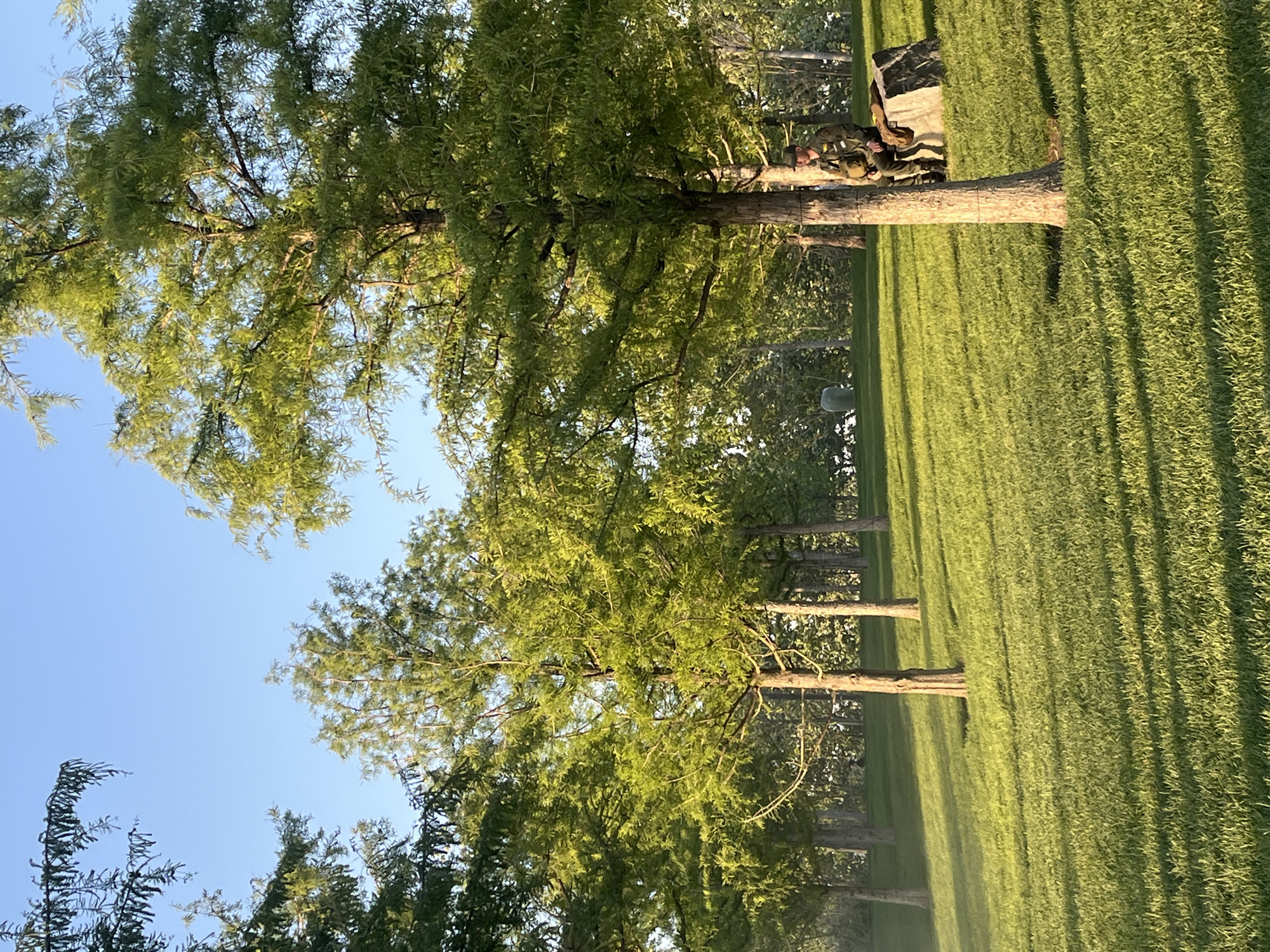 The image shows a grassy area with a row of trees, possibly Bald Cypress trees, running along it. The trees have light green foliage. The sky is visible in the upper left and lower left portions of the image and is a clear light blue. The grassy area appears to be a lawn, and the grass is well-maintained and green. The photograph is taken outdoors. There is a light source illuminating the scene, causing long shadows to fall across the lawn. In the distance, more trees are visible. There are two people sitting on the tree. It's not clear where the image was taken within the city of Krasnodar, Russia.