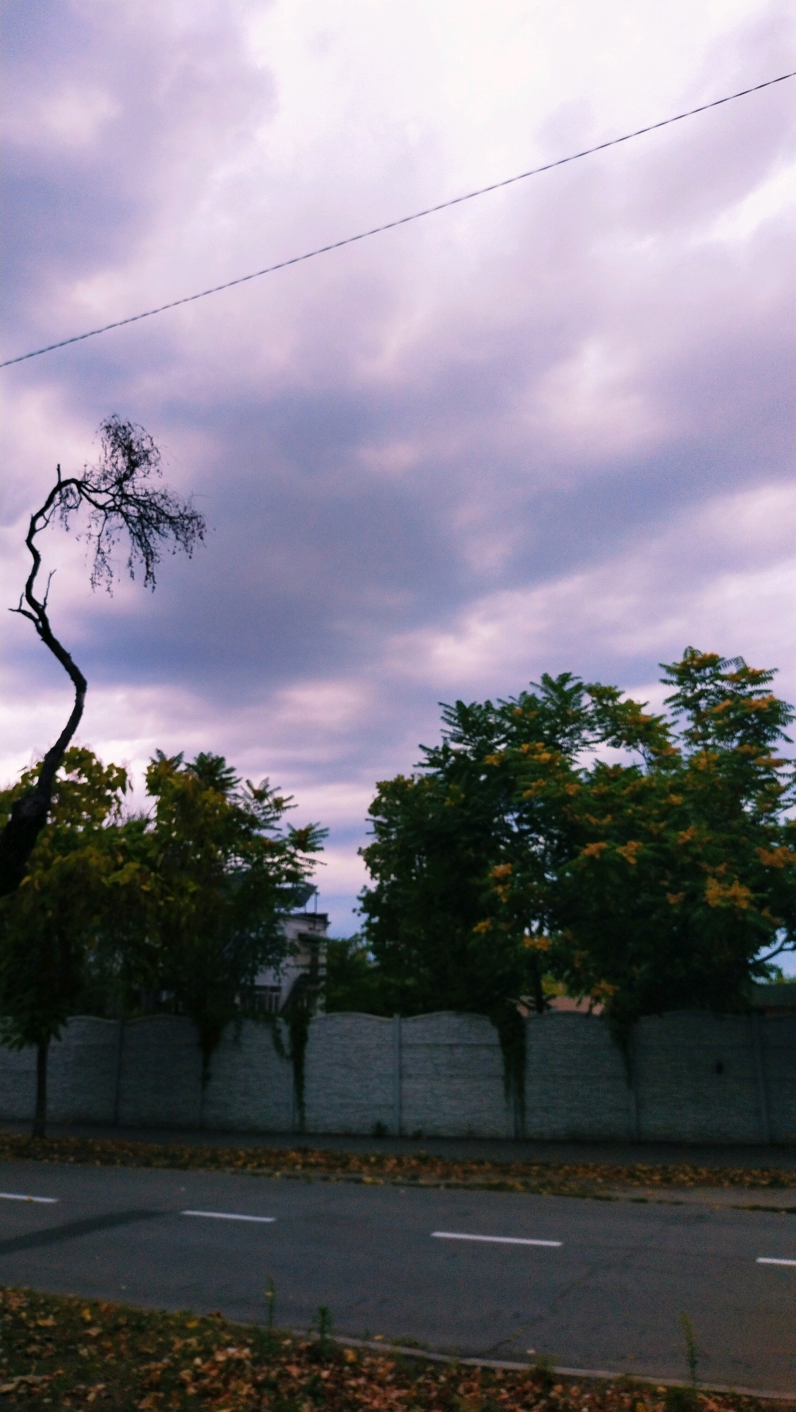 The image depicts an outdoor scene with a road in the foreground and a wall and trees in the background. The sky is overcast with purple and gray clouds. A thin wire stretches diagonally across the upper portion of the frame. On the left side of the image, a bare, gnarled tree trunk curves upwards. To the right of this tree, a dense green tree with yellow blossoms is visible, with another similar tree further to the right. Behind the trees, a textured concrete wall stretches horizontally across the scene. A building is partially visible behind the trees and wall. The road surface is asphalt with white lane markings. Fallen leaves are scattered on the roadside and the edge of the road. The overall impression is that of a slightly overcast day, likely in autumn, in a semi-urban or suburban environment.