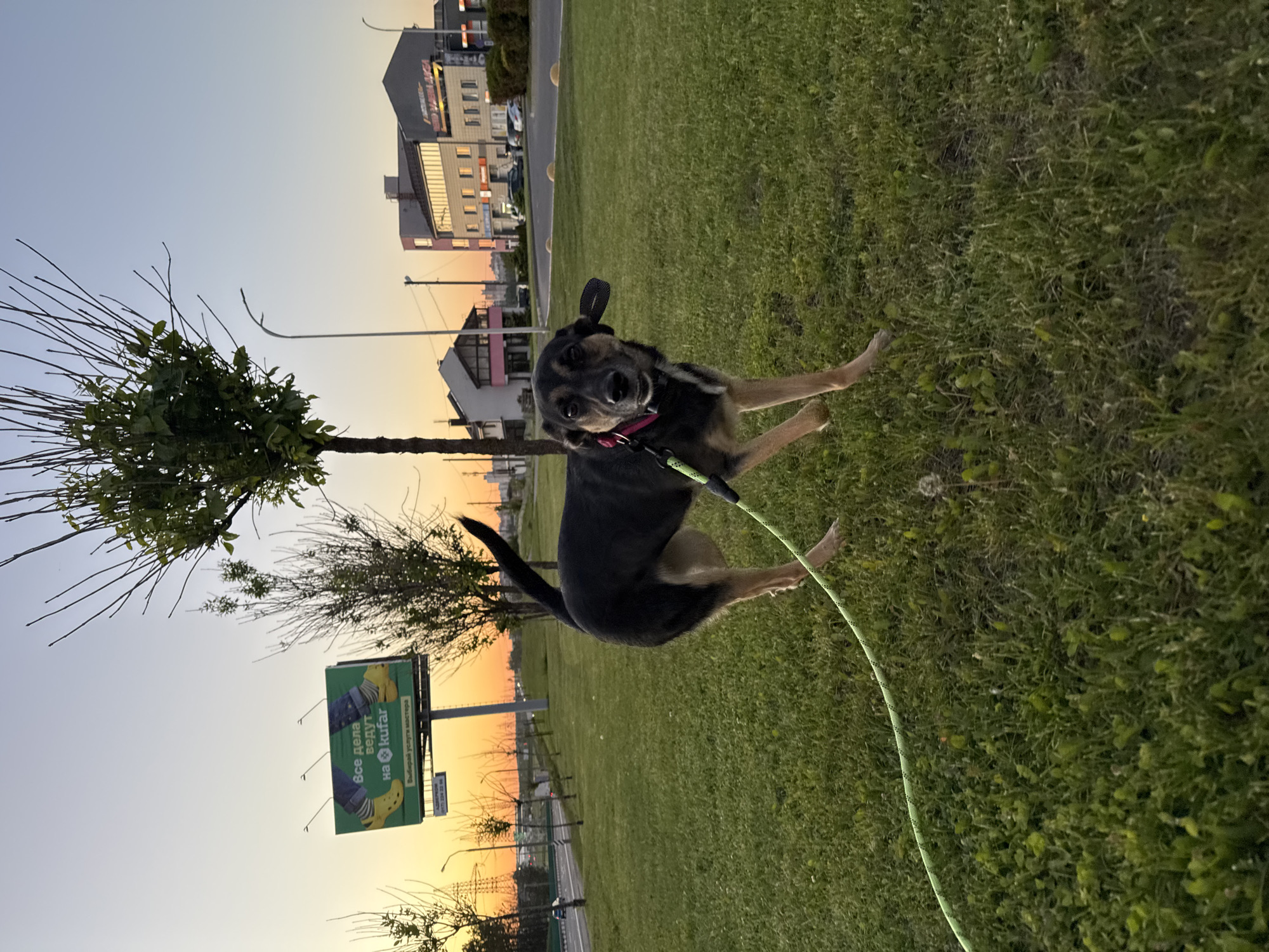 A medium-sized, dark-furred dog with tan legs is standing on a patch of green grass. The dog is wearing a pink collar and a green leash. A slender tree with green leaves is to the dog’s left. In the background, there is a street with a billboard, buildings, and street lights visible against an orange-tinted sky, suggesting it is either dawn or dusk. Based on the Cyrillic text on the billboard for "kufar.by" and the architecture, the location is likely Minsk, Belarus.
