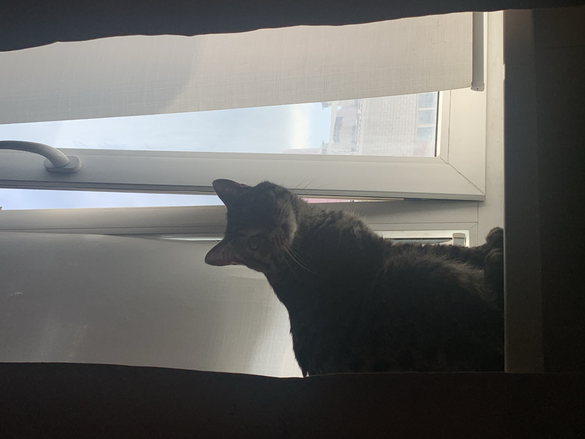 A dark-furred cat is perched on a windowsill, partially silhouetted against a bright window. The cat is facing the viewer with its head slightly tilted and eyes open. Through the window, a hazy cityscape is visible, with buildings and a light sky. The window is open slightly, allowing light to stream in. The scene is framed by dark curtains on either side, creating a sense of enclosure.