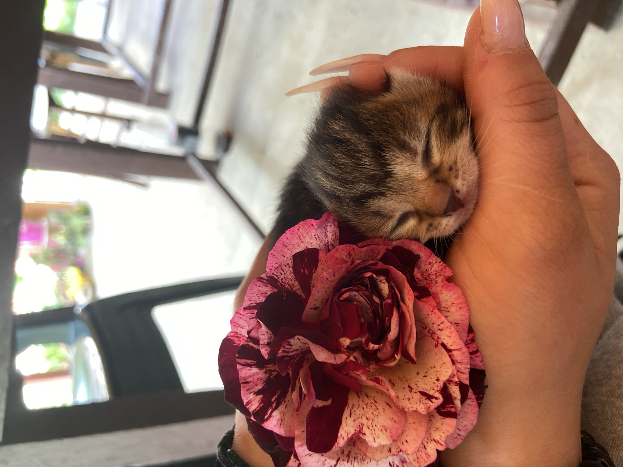 A person holds a small kitten and a flower in their hand. The kitten is brown and black with its eyes closed, seemingly asleep. The flower is a rose with a combination of light pink and dark red hues. The person's hand is light-skinned and their nails are long. In the blurred background, a window with brown frames and some greenery can be seen. The image was most likely not taken in Mindia, Bulgaria.