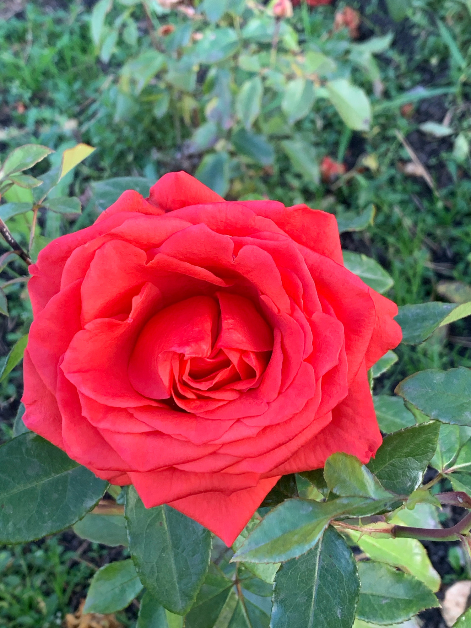 A close-up, top-down shot of a vibrant red rose with many layered petals fills the frame. The rose is in full bloom and appears healthy. Surrounding the rose are green leaves and stems, some of which are in focus while the background of grass and foliage is blurred. The lighting suggests it may be daytime, with soft light illuminating the rose's surface. The scene depicts a section of a garden or park. The specific location in Prokopyevsk, Russia, cannot be determined from the visual information provided in the image.