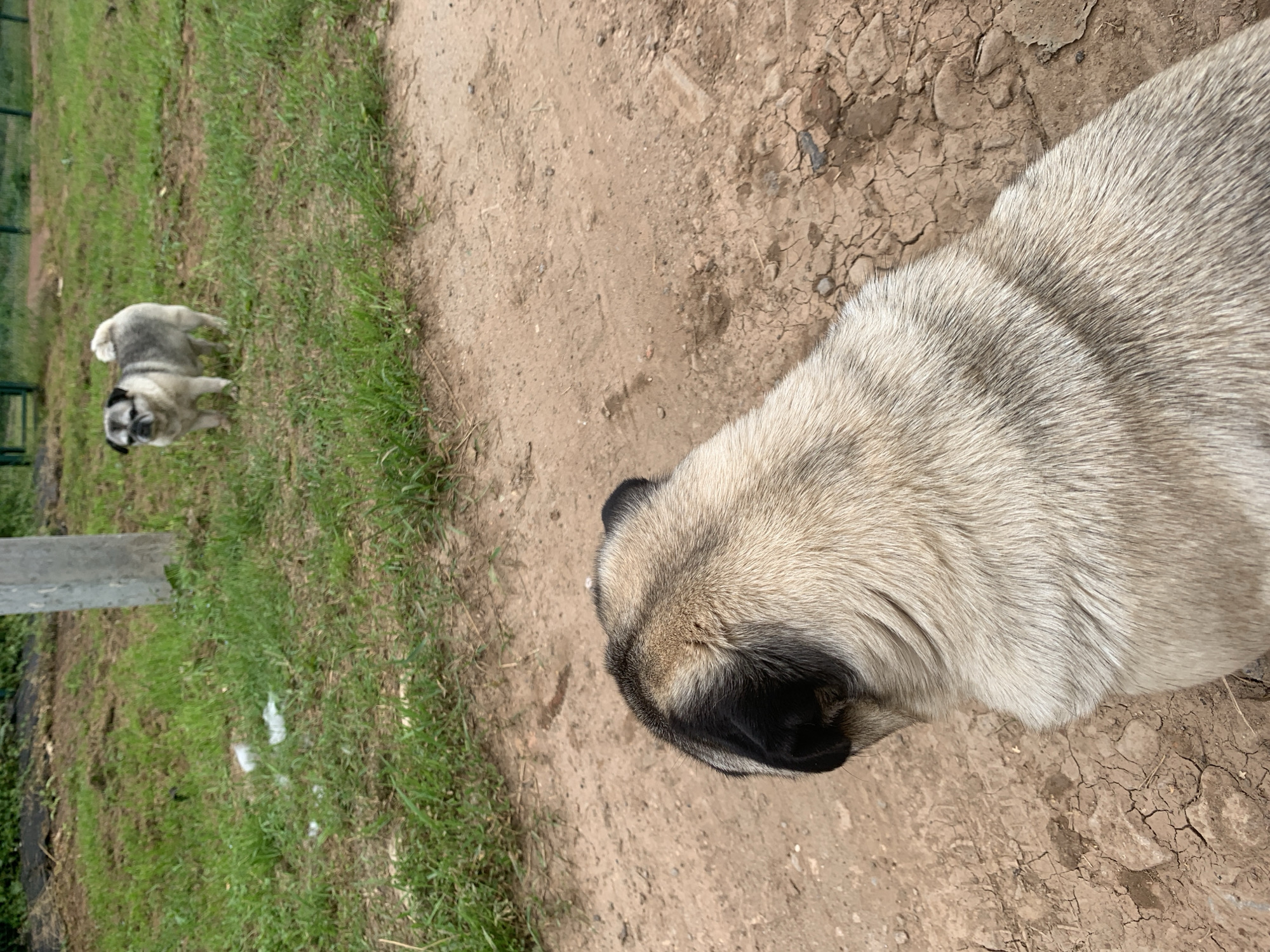 In Sergeevo, Russia, two pugs are present in an outdoor area. The foreground is dominated by the back of a fawn-colored pug, facing away from the camera. This pug's fur displays a pattern of lighter and darker greyish-brown stripes. In the mid-ground, a second fawn-and-grey pug stands on a patch of green grass, facing the camera with its head turned slightly. It has a short, curled tail and distinct black markings on its face and ears.
The environment consists of a dirt path in the foreground and a grassy area in the mid-ground and background. A plain grey pole stands vertically in the grassy area behind the pug in the foreground. The background shows more green grass and a subtle indication of a fence. The ground is dry and cracked in the foreground.