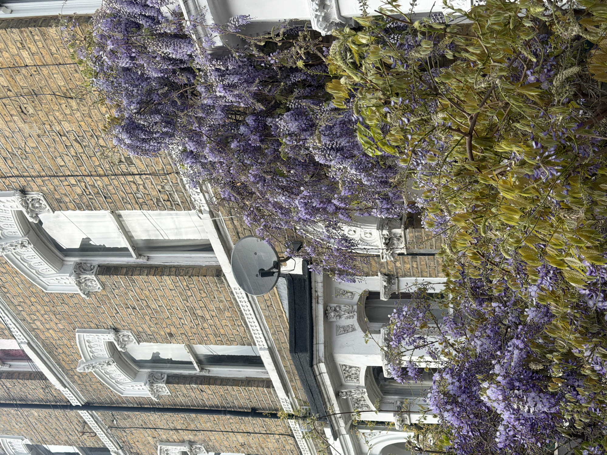 The image depicts the exterior of a building, likely a row house, in London, United Kingdom. The building has a brick facade and decorative white trim around the windows and along the roofline. A satellite dish is affixed to the side of the building. A profusion of wisteria vines, with their characteristic purple flowers, covers a significant portion of the building's facade. Some of the foliage appears to be browning. The photograph has been rotated.