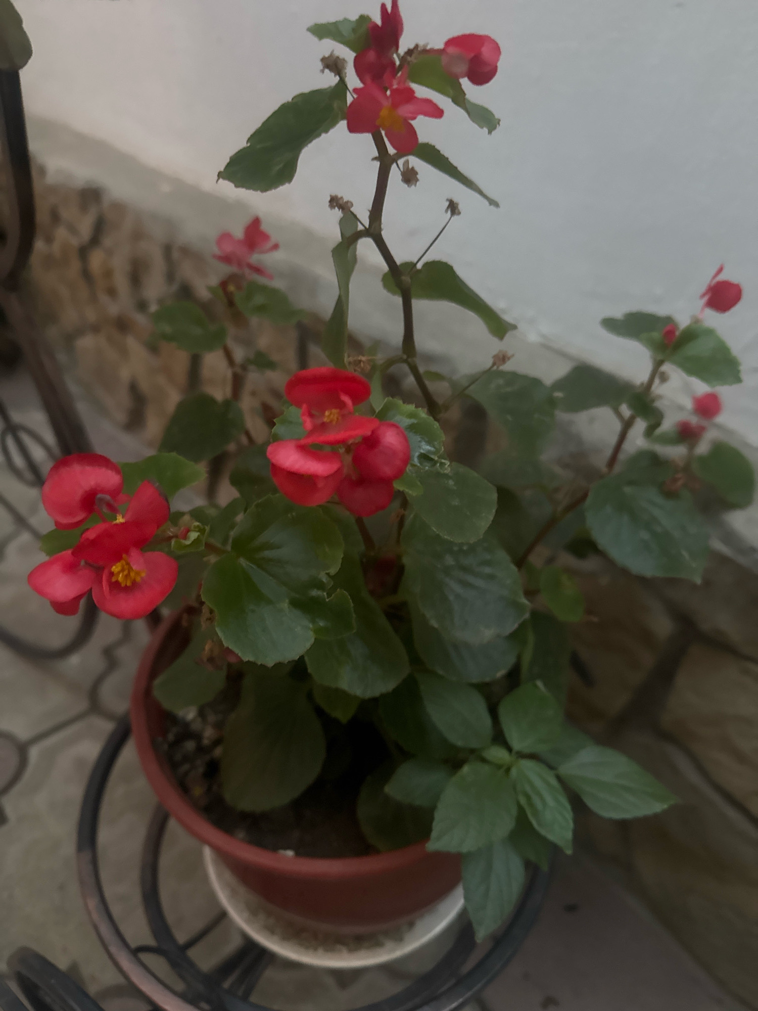 An outdoor medium shot captures a potted red begonia in Anapa, Russia. The plant, in a rust-colored pot, is positioned on a decorative black metal stand. Behind the plant, a textured stone wall is visible, leading up to a white wall. The ground beneath the pot is paved with gray hexagonal tiles. The begonia exhibits vibrant red flowers with yellow centers, interspersed with lush green leaves. The lighting suggests an overcast day.