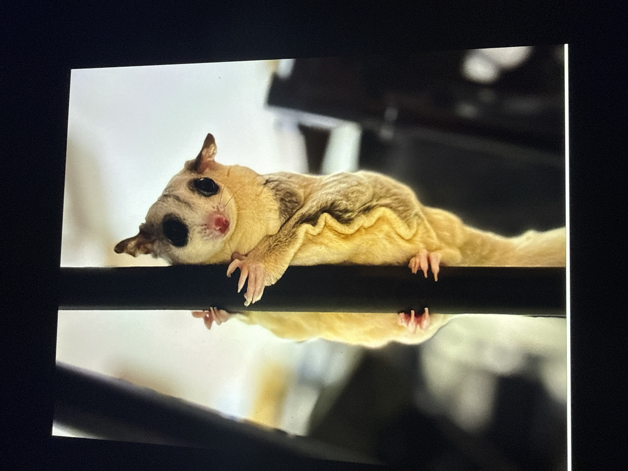 A sugar glider, a small marsupial native to Australia and New Guinea, is perched vertically on a black pole, gripping it with its tiny hands and feet. The glider has large, dark eyes, a pink nose, and pale fur with a light brown stripe down its back. Its body is elongated, and its skin is loose, allowing it to glide. The background is blurred, suggesting an indoor setting with soft lighting. There are no visible people or elements that indicate a location in Taipei, Taiwan.