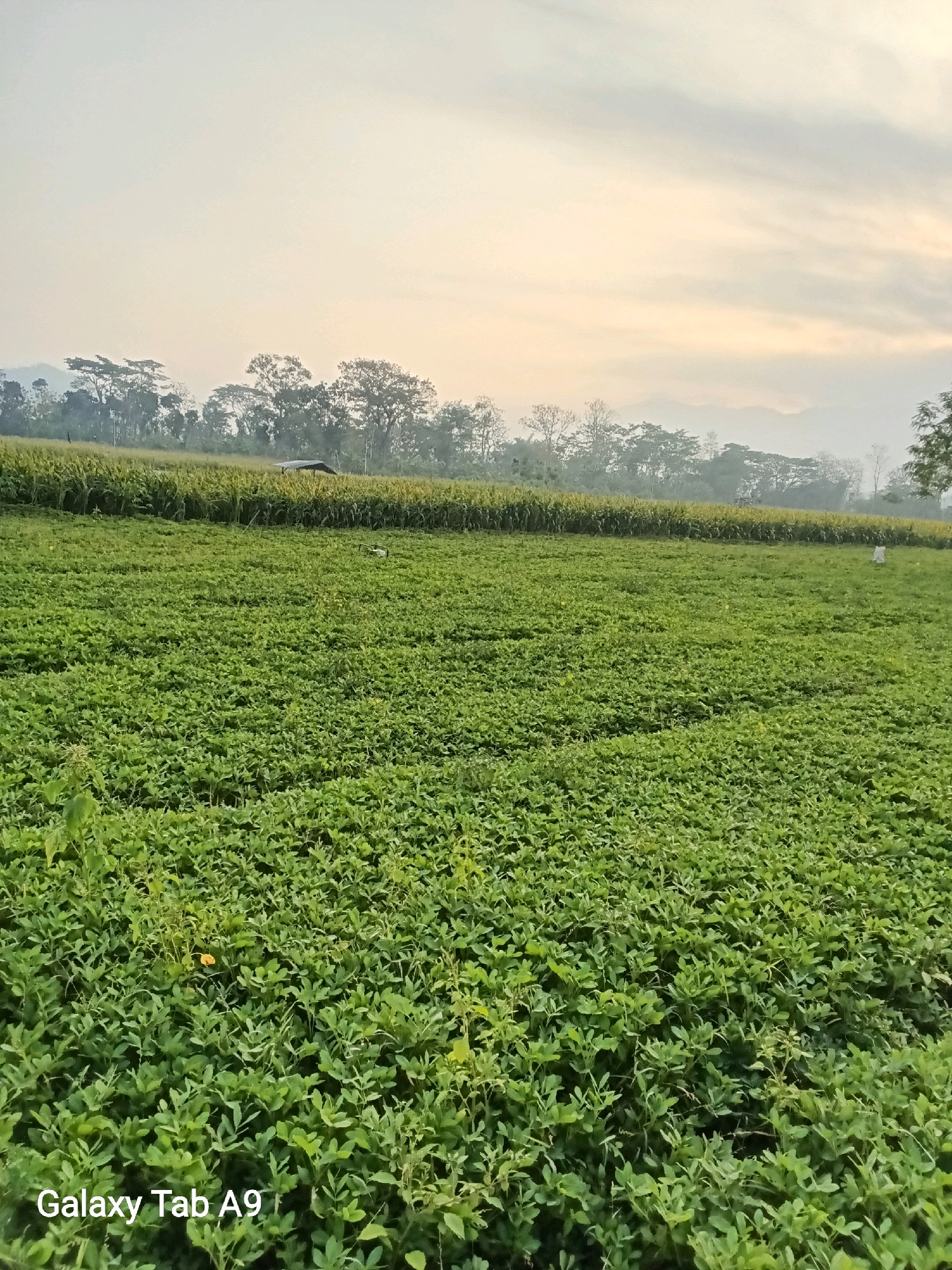 An outdoor, full-shot, vertical image shows a vast field of green peanut plants in Bendorejo, Indonesia, under a hazy, pale sky. The field occupies the foreground and midground of the image. In the background, a row of corn stalks stands tall, bordering the peanut field. Beyond the corn, a line of trees stretches across the horizon, with hills faintly visible in the distance. A small, dark-colored structure, possibly a shelter, is situated among the corn stalks. The sky is overcast with soft, diffused light, suggesting either early morning or late afternoon. The overall impression is one of a rural agricultural landscape.