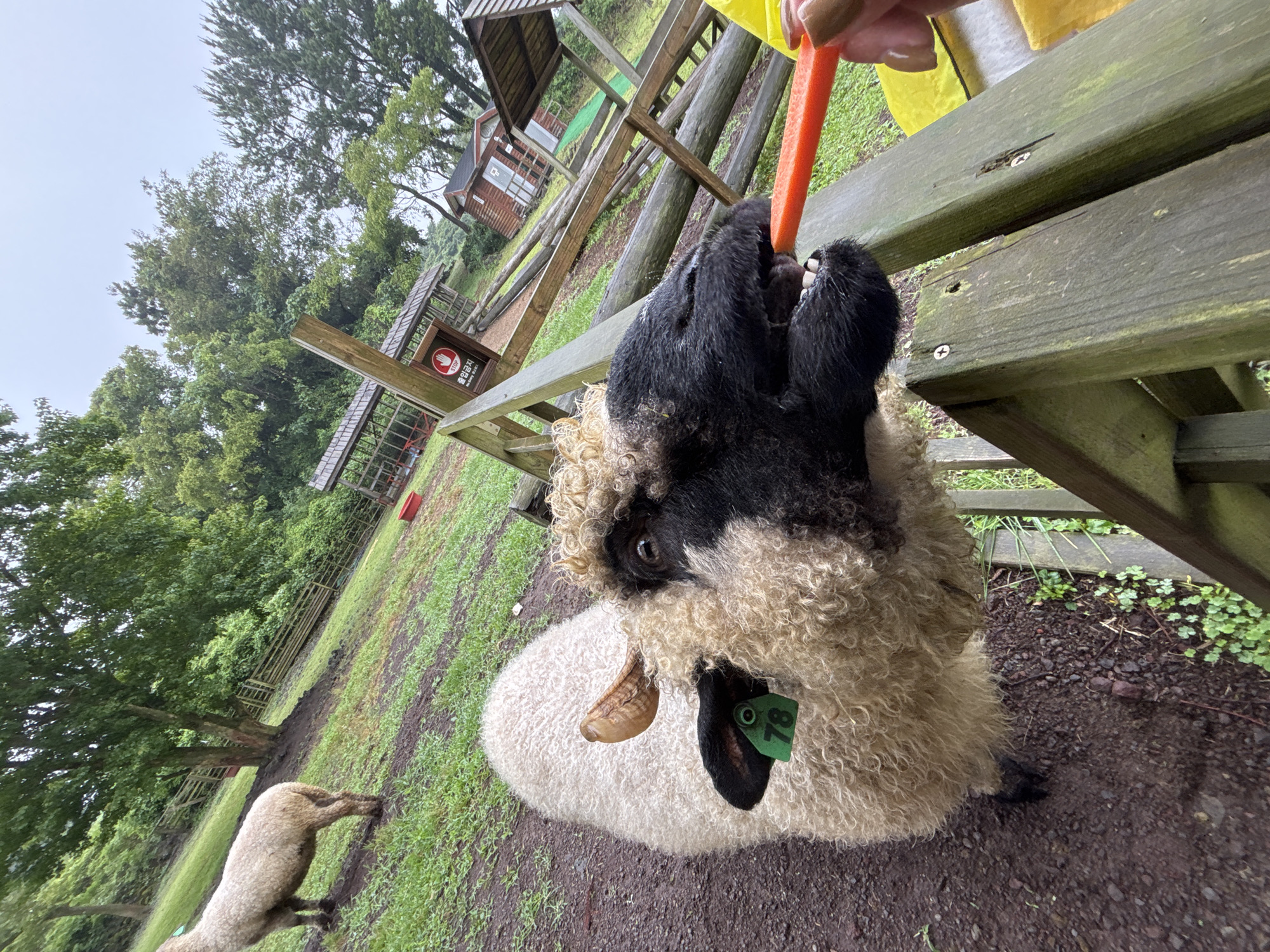 The image depicts a close-up of a sheep with a black face and curly white wool, actively eating an orange carrot. The sheep is positioned on the left side of the frame, with its head reaching over a wooden fence to grasp the carrot held by a person's hand, visible on the right. The sheep has a green tag with the number '78' on its ear. In the background, a grassy, slightly sloped area is visible, with trees and wooden structures, suggesting an outdoor rural setting. The environment appears somewhat damp, possibly due to rain. The location is identified as Jeju Island, South Korea, likely a farm or a petting zoo.