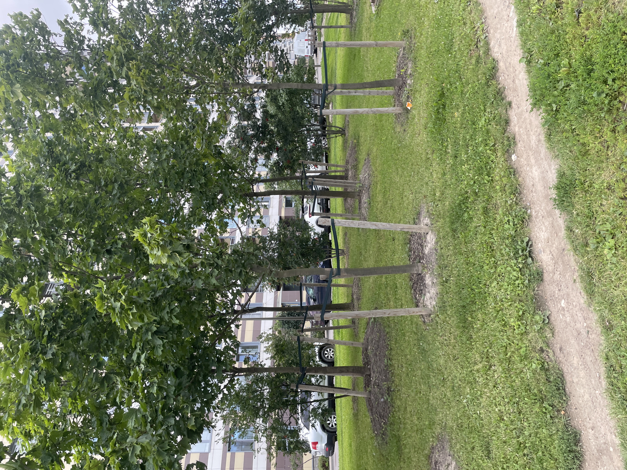The image depicts a street scene in Saint Petersburg, Russia, featuring a row of young trees planted along a grassy area adjacent to a modern apartment building. The trees are supported by wooden stakes and tied with green straps. Several cars are parked on the street in the background, including a white SUV and a dark-colored sedan. The apartment building, with its beige and brown facade and numerous windows, occupies a significant portion of the upper background. A dirt path runs diagonally across the foreground, suggesting a walkway. The environment is generally green and well-maintained, with lush grass surrounding the trees. There are no people visible in the image.