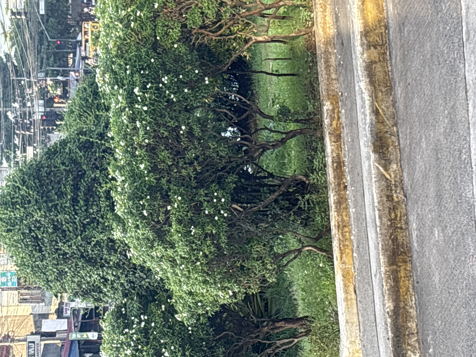 The image shows a street-level view of lush green foliage, likely a landscaped median or roadside planting, in Davao City, Philippines. The foreground is dominated by a concrete road with yellow-painted curbs, showing signs of wear and tear. Behind the curbs, a dense array of greenery is visible, featuring a variety of plants. Some of the plants are low-lying, with dense green leaves and small white flowers, suggesting they might be flowering shrubs. Behind these, taller, more mature trees with textured bark and dark green foliage are present, some appearing to be sculpted into rounded shapes. In the background, hints of urban activity can be seen, including utility poles with a network of wires, traffic lights (one showing red), buildings with signage, and what appears to be a yellow vehicle. The overall impression is a green urban landscape within the bustling environment of Davao City.