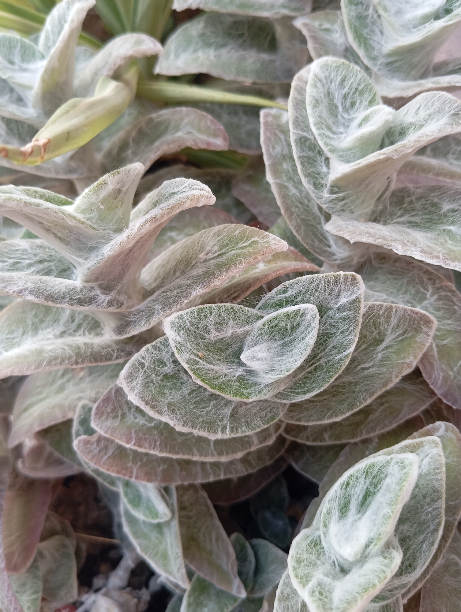 A close-up, overhead shot reveals a cluster of fuzzy, pale green succulent leaves with a light dusting of white fuzz. The leaves are layered and overlapping, with some showing hints of a pinkish-brown hue along the edges. The texture appears soft and velvety, and the overall impression is one of delicate, muted beauty. The background is out of focus and appears to be dark soil. The specific location in the city of Unknown, Unknown is not discernible from the image.