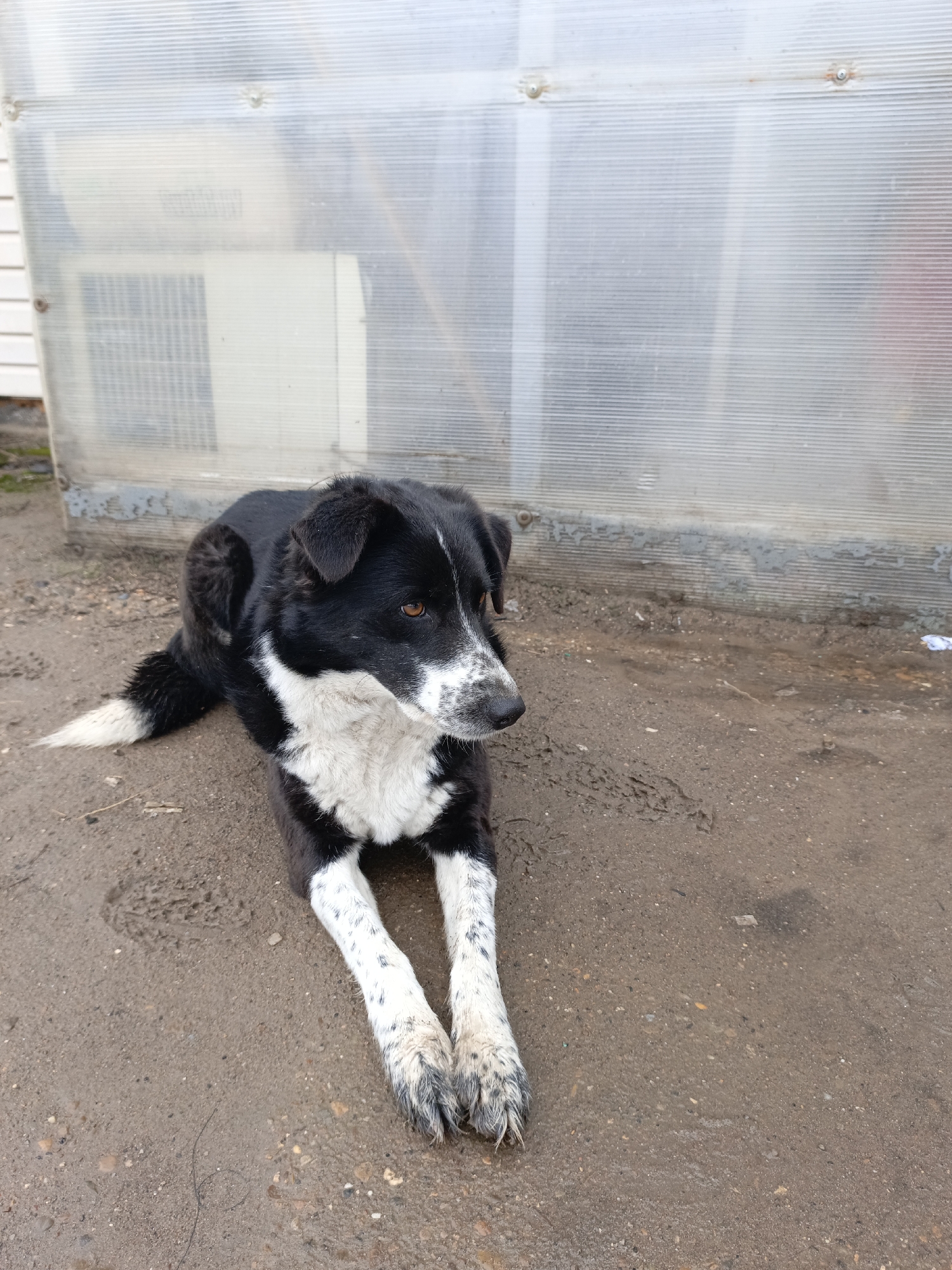 A medium-sized black and white dog with speckled paws lies on the ground. The ground is dirt with small rocks. Behind the dog is a semi-transparent corrugated wall with a white air conditioning unit visible through it. The location appears to be outdoors and potentially near a building. No people are visible. The location is Noviy, Russia.