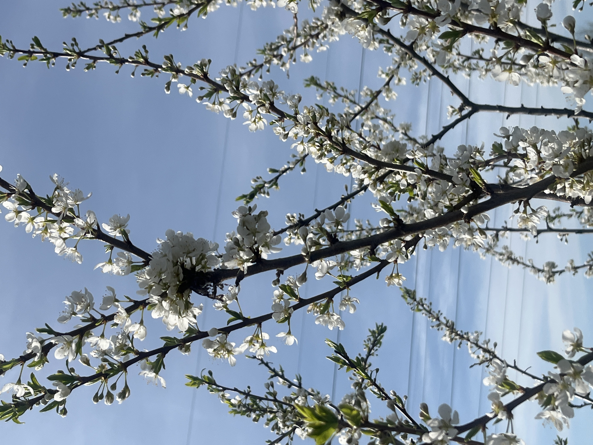 The image shows blossoming branches of a tree against a blue sky with faint vertical lines. The branches are adorned with small white flowers and some young green leaves. The location in Nizhny Tagil, Russia is not verifiable from the image.