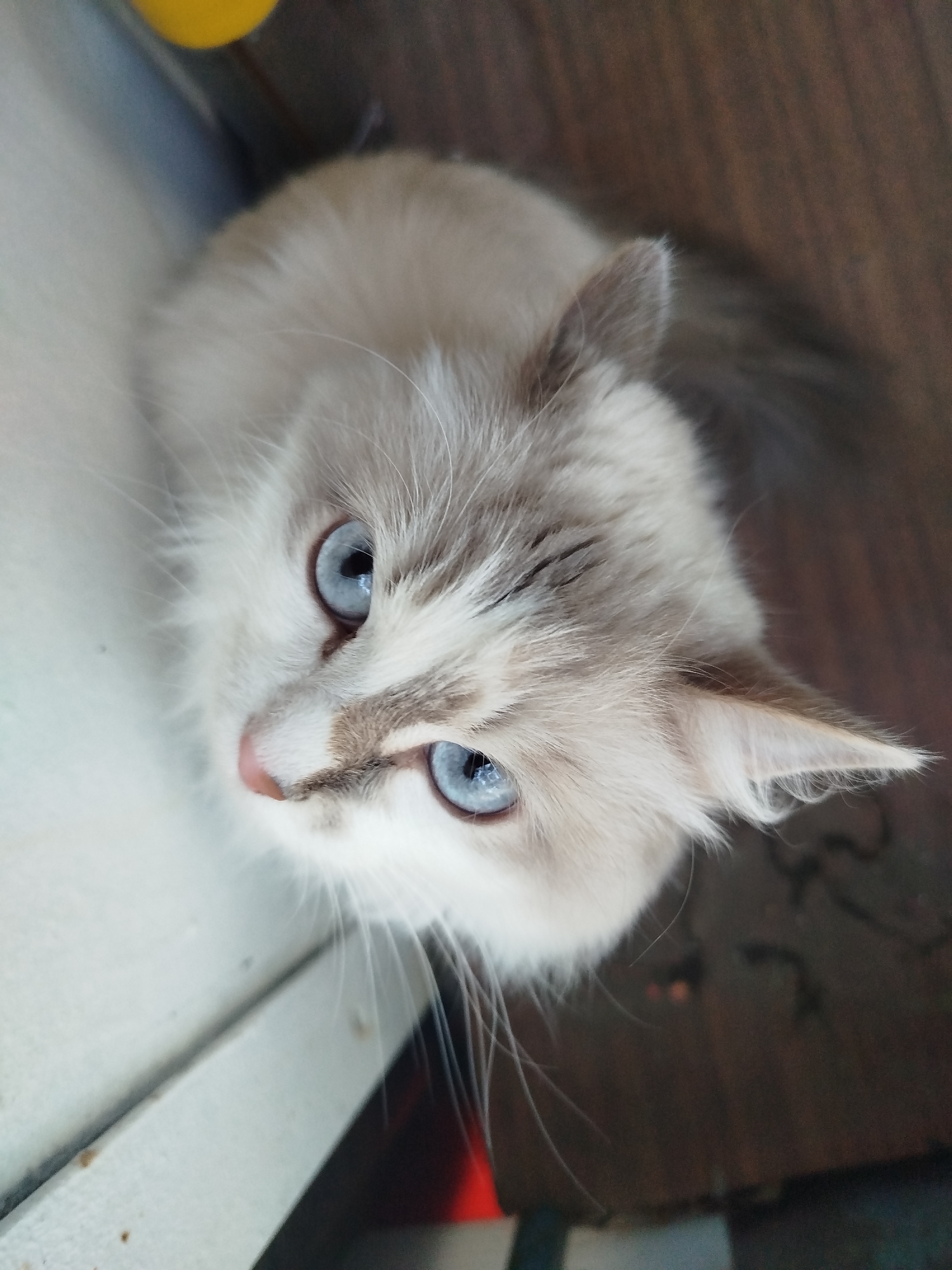 The image captures a fluffy kitten looking upwards with an alert and curious expression. The kitten has predominantly light-colored fur, appearing white, cream, and pale grey, with distinct darker grey or light brown markings around its muzzle, nose, and on its forehead and ears. Its eyes are a striking, bright blue, reflecting light. Long, white whiskers extend from its muzzle.
The kitten is positioned on a light-colored surface, possibly a white or light grey countertop or floor, which is visible in the bottom left portion of the frame and beneath its chin. A horizontal line or seam is noticeable on this surface. The background behind the kitten's head and to the upper right is a darker, warm brown color, suggesting wood flooring or furniture, which is slightly out of focus. In the far top-left corner, a blurry yellow object is partially visible, and subtle hints of red and other dark, out-of-focus shapes can be seen in the deeper background. The lighting in the image is bright, suggesting a daytime setting. No text is visible.
