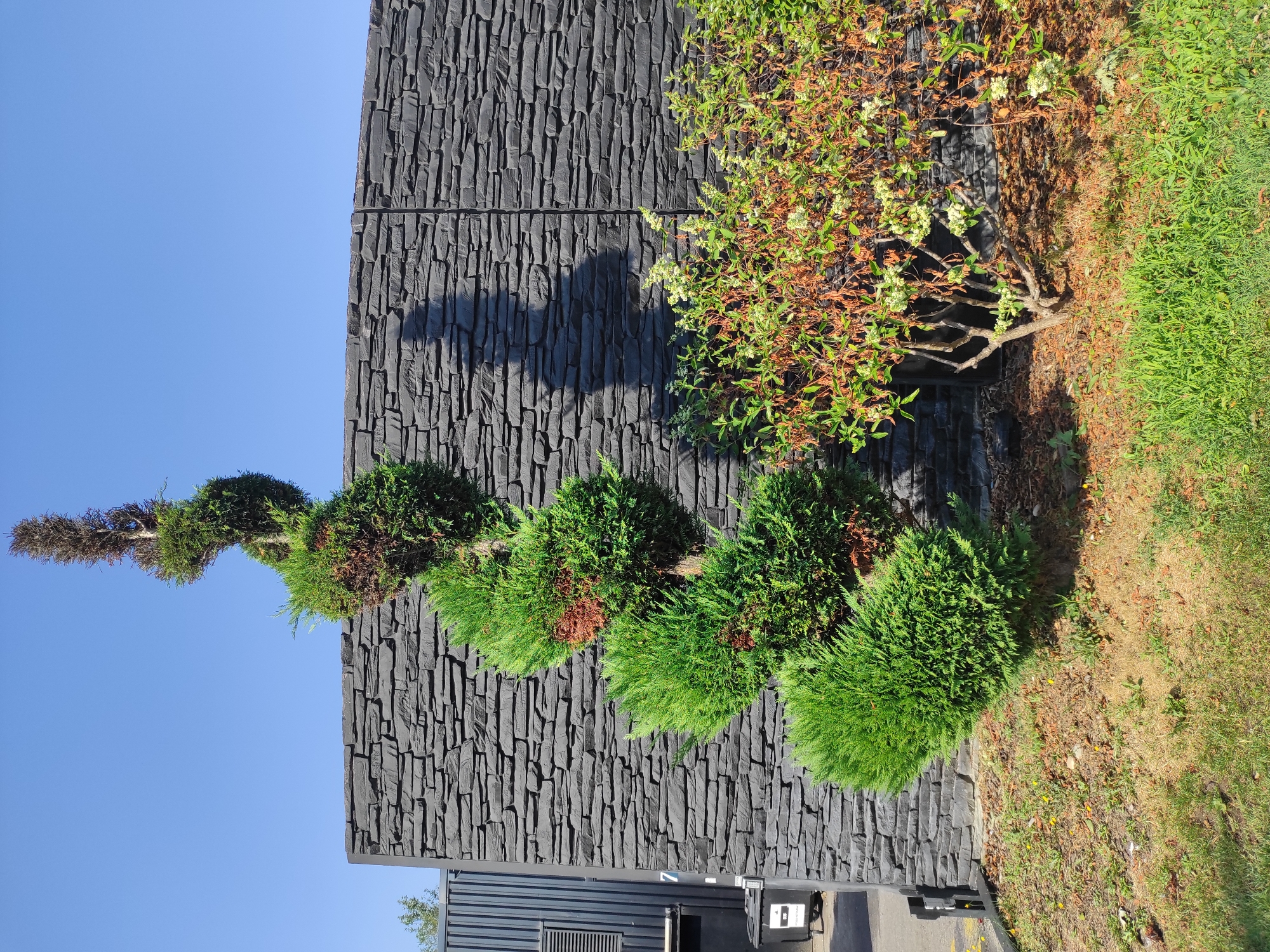 In the city of Villefontaine, France, a spiral-shaped cypress tree stands prominently in front of a dark grey, stacked stone wall under a clear blue sky. The cypress, with its lush green foliage, is partially covered in brown, dried sections, indicating some distress or seasonal change. The top of the tree is entirely brown and appears dead, contributing to its spiral form. To the right of the cypress, a bush with green leaves and clusters of small white flowers is situated, some of its leaves also showing signs of browning. The ground surrounding the plants consists of dry, patchy grass and scattered fallen leaves. To the left of the cypress, a portion of a dark grey, ribbed structure, possibly a building or fence, is visible, along with a black trash bin bearing the number "7". The scene is bathed in sunlight, casting a distinct shadow of a person onto the stone wall.