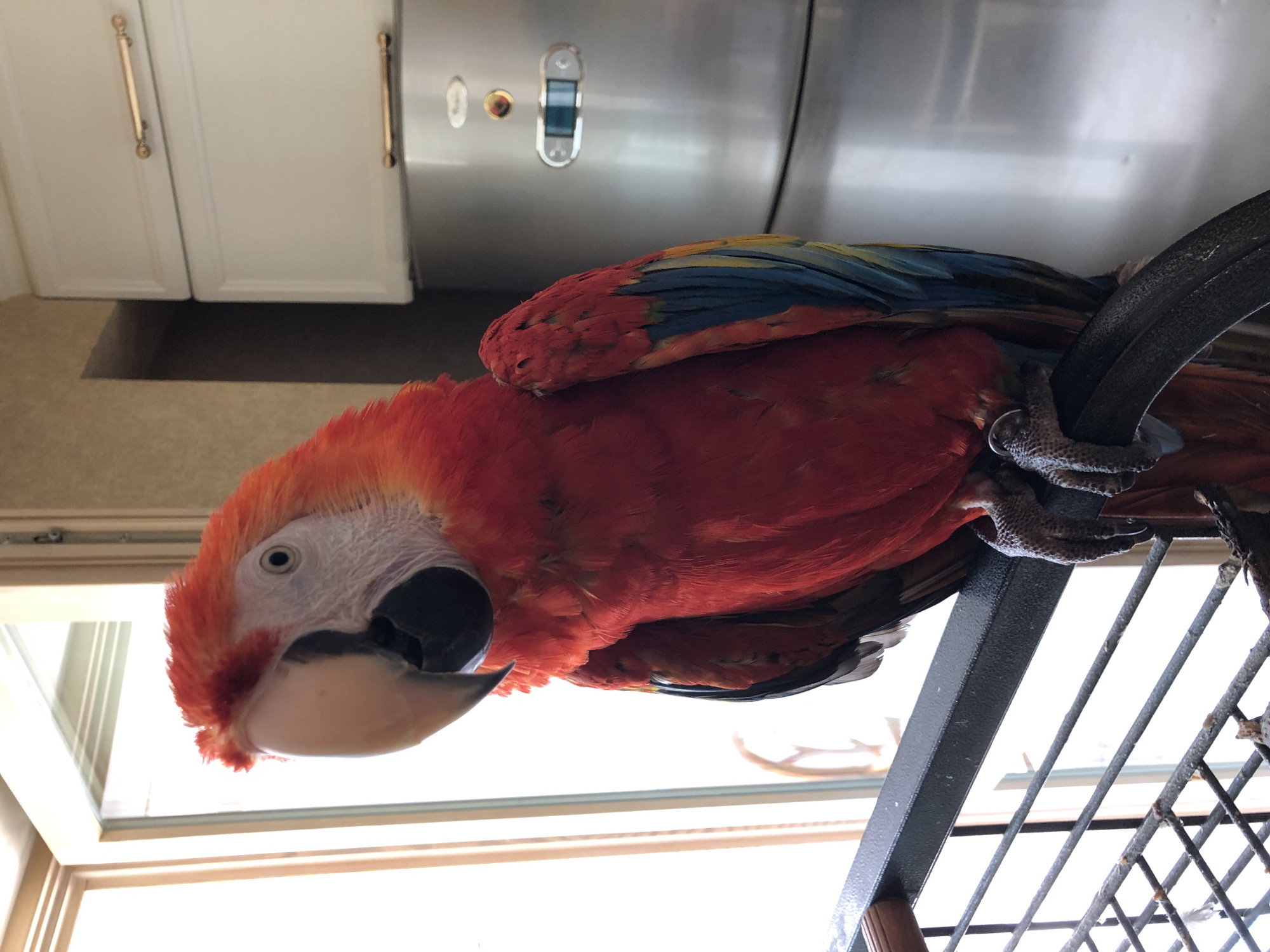 A Scarlet Macaw is perched on a black metal bar in what appears to be a kitchen. The bird is predominantly red with blue and yellow wing feathers. It has a large, pale beak and white facial skin with black markings around its eyes. In the background, there are white kitchen cabinets with gold handles and a stainless steel appliance. The scene is lit by natural light coming from a window or door on the left side of the frame. There are no people visible in the image. The image does not provide any information about the city of Kazan, Russia.