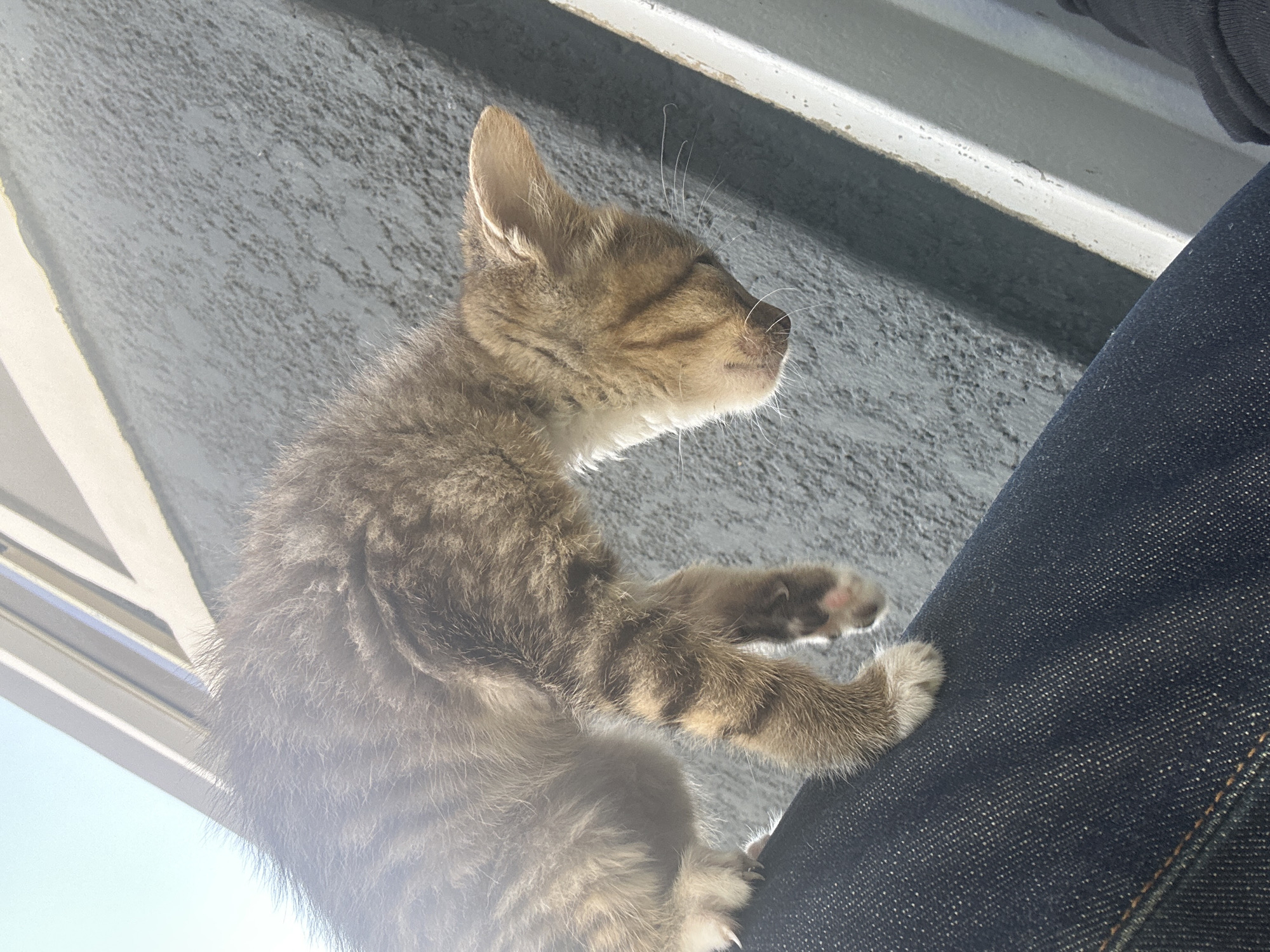 A kitten clings to the denim-clad leg of a person, viewed from a low angle. The kitten has grey and brown tabby fur and is facing right. The person's leg occupies the right side of the frame. The background includes a textured grey surface and white trim. The time of day appears to be during daylight, likely around noon. The location is not identifiable as Jos, Nigeria, using the visual information provided.