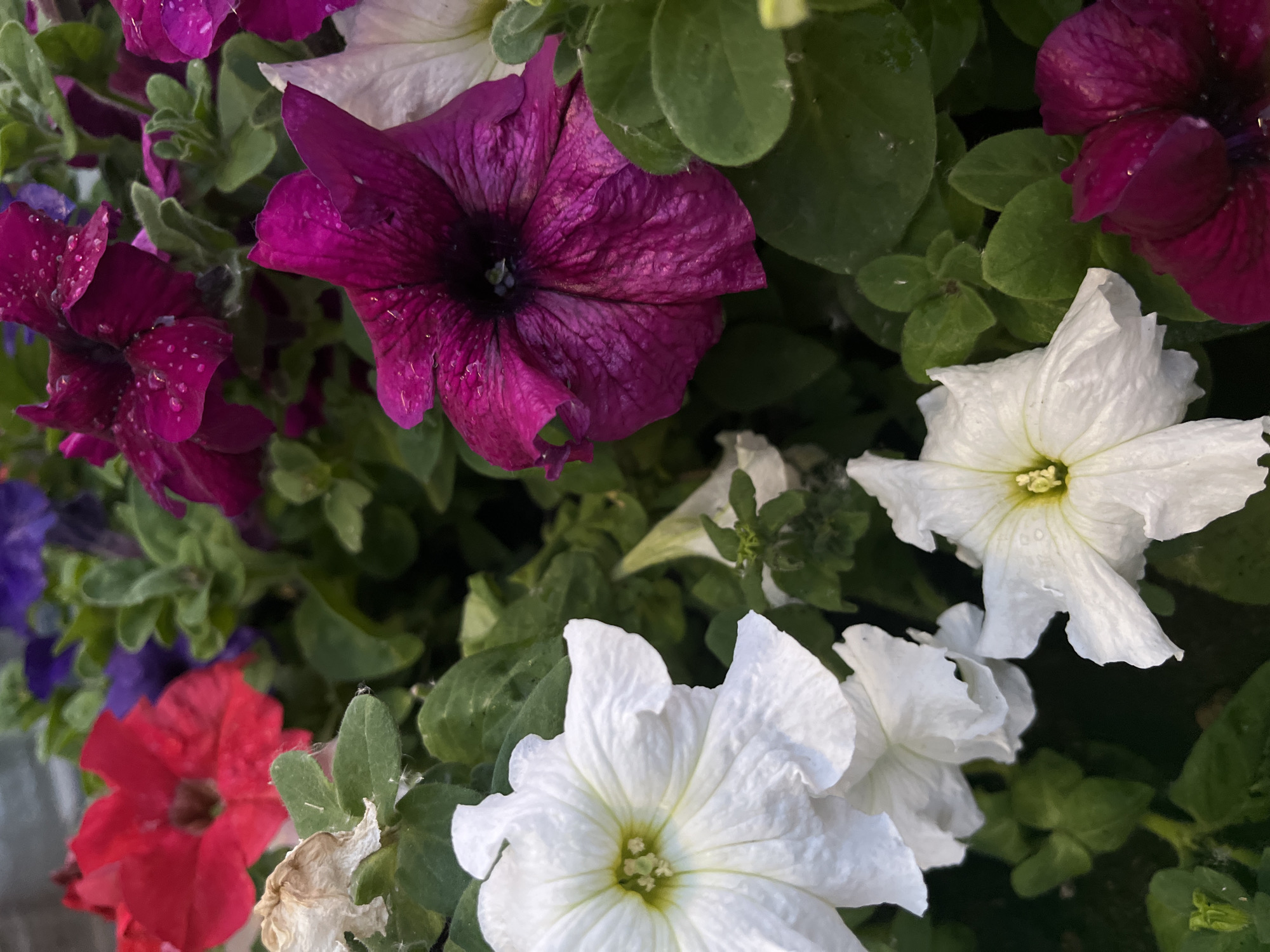 A close-up, overhead shot captures a dense cluster of petunia flowers in various vibrant colors, including red, white, deep pink/purple, and a hint of blue in the background. The petals of the pink/purple flowers are dotted with water droplets, suggesting recent rain or watering. The overall scene is dominated by the lush green foliage of the plants. The image does not contain any identifiable landmarks or clues that would place it specifically in Samara, Russia, or any other particular city.