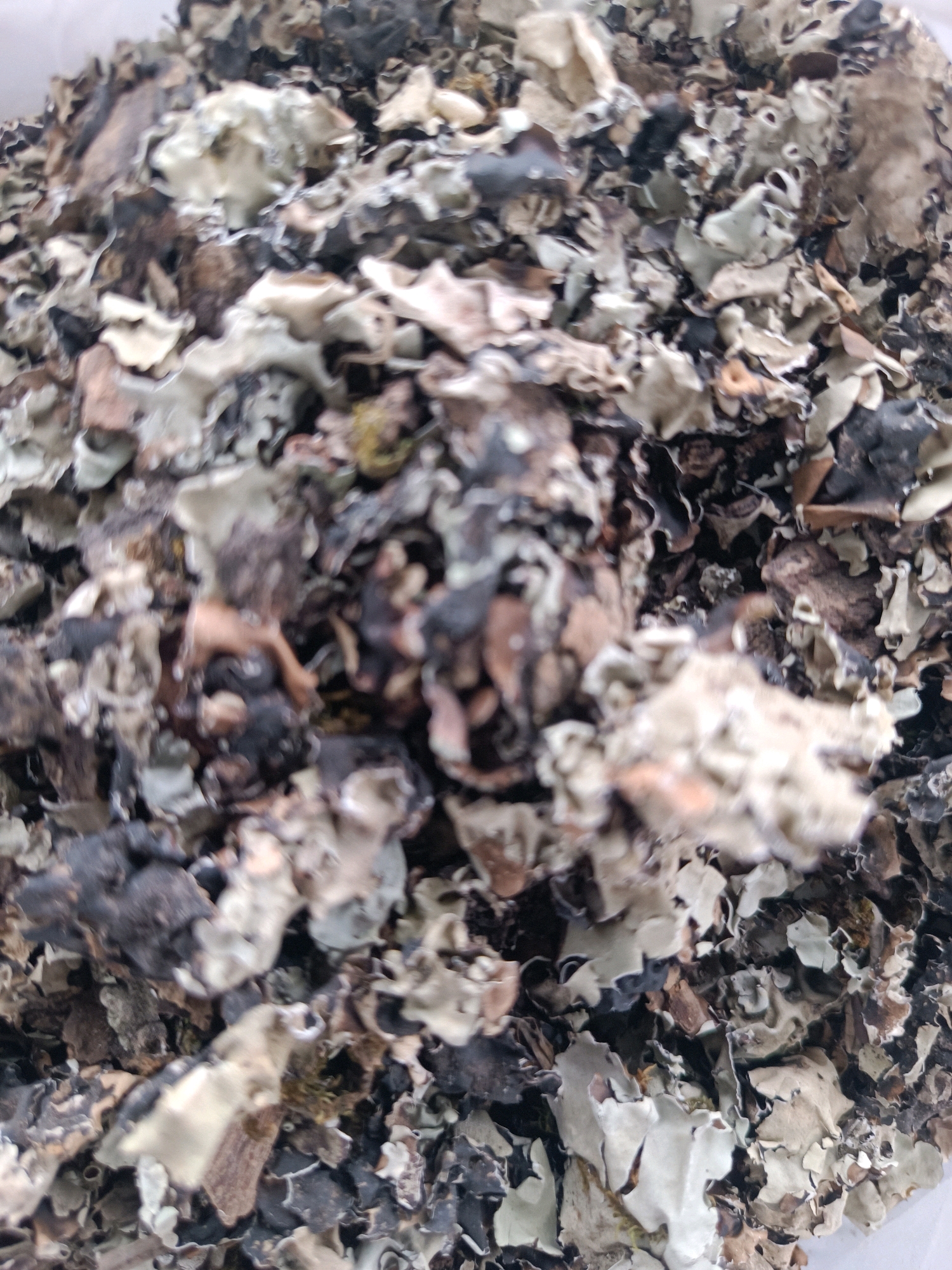 The image shows a close-up, overhead view of a pile of dried lichen. The lichen is a mix of colors, including shades of gray, white, brown, and black. The texture appears rough and flaky. The background is white. There are no people or discernable objects that indicate a specific location in Kadiri, India.