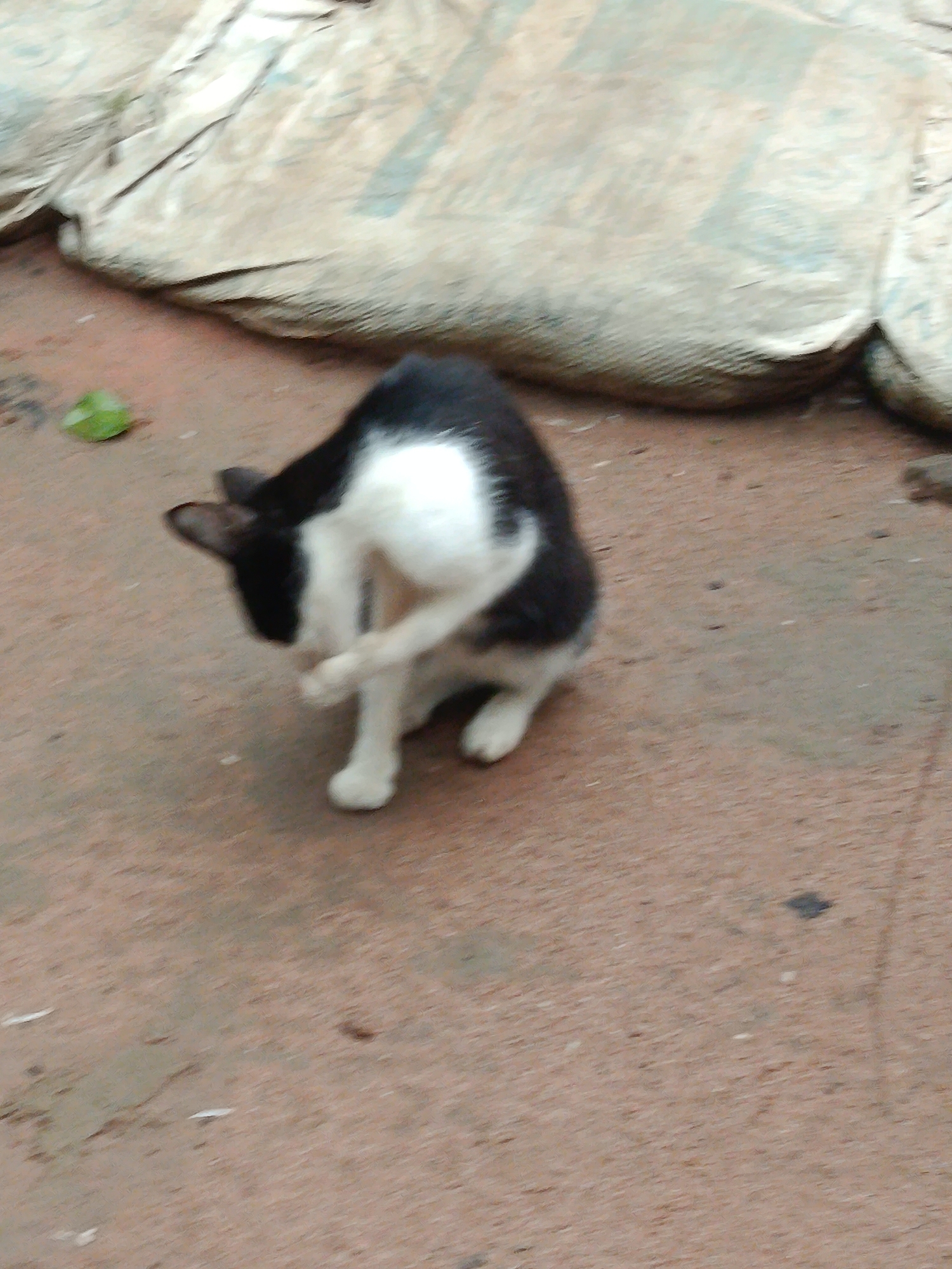 A black and white cat is grooming its paw on a dirt surface. The cat is positioned in the center of the frame, facing towards the left. Behind the cat, a light-colored tarp or fabric is visible, lying on the ground. A small green leaf is also present on the dirt surface to the left of the cat. The overall scene appears to be outdoors, in a simple, possibly urban or semi-urban environment. The location is stated to be Ukpor, Nigeria.
