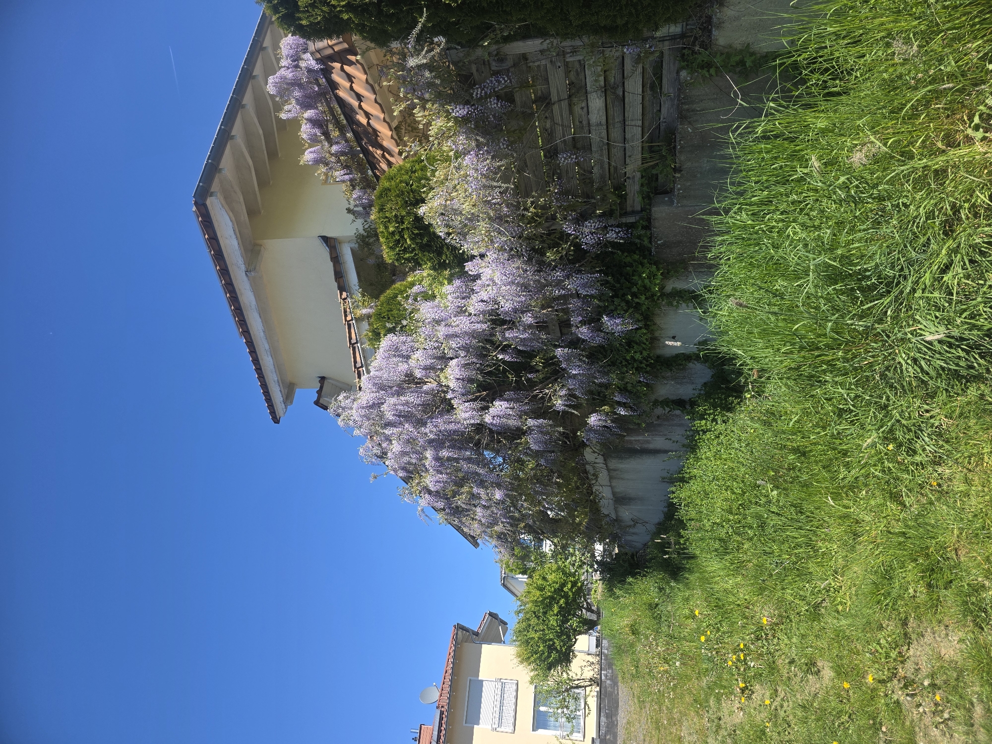The image presents a vibrant outdoor scene, likely in Görgeshausen, Germany, characterized by residential architecture and lush natural elements under a clear blue sky.
The primary subject is a house, prominently featured on the left, with a light yellow or beige stucco facade and a red-tiled roof. A large, blooming wisteria vine with numerous clusters of purple flowers cascades over a significant portion of the house's wall and onto an adjacent rustic wooden fence or trellis. Further behind the wisteria and fence, dense green bushes and ivy contribute to the verdant setting.
To the right, a wide expanse of tall, bright green grass fills the foreground and mid-ground. Scattered within this grass are several yellow dandelions, indicating a natural, possibly untended, area. A concrete wall or foundation runs along the base of the fence, separating the cultivated garden area from the wilder grass.
In the mid-distance, another house with a similar architectural style – a yellow facade and red-tiled roof – is partially visible. This second house features a window with white blinds and a small white satellite dish.
The sky is a brilliant, cloudless blue, suggesting a clear and sunny day. A faint white contrail from an aircraft is visible in the upper left section of the sky. The bright illumination and strong shadows indicate a daytime setting, likely morning or afternoon.
The scene conveys a sense of peaceful residential life intertwined with natural growth, particularly the striking wisteria in full bloom. There are no people visible, and no discernible text appears in the image.