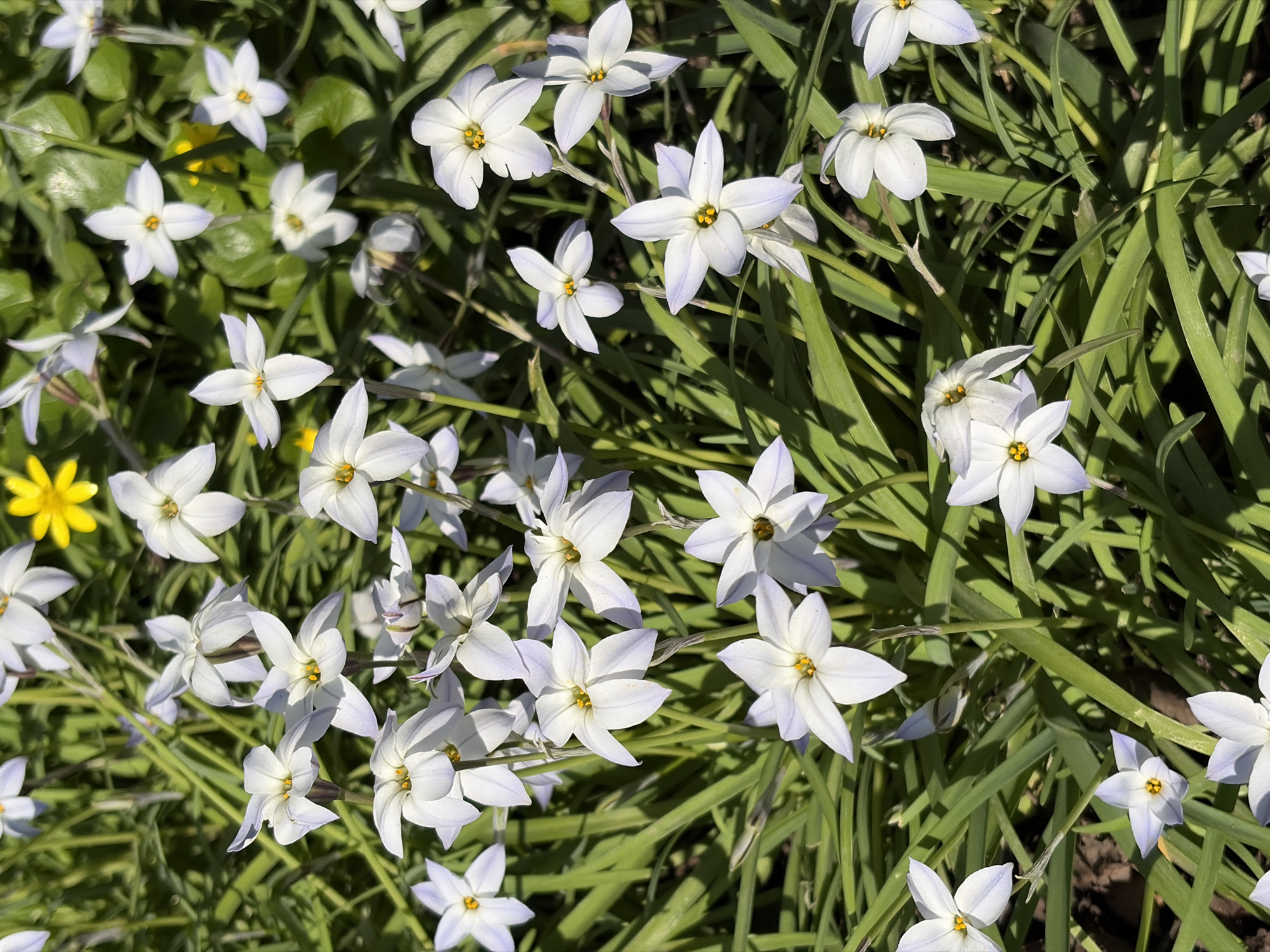 The image shows a cluster of white flowers with a yellow center, surrounded by green foliage. Some of the foliage resembles grass. The flowers have pointed petals and appear to be in full bloom. One yellow flower is also visible. The scene appears to be in a garden or natural setting.
The location cannot be determined with certainty from the image. Therefore, information about the city of Krasnodar, Russia, is not included in the description.