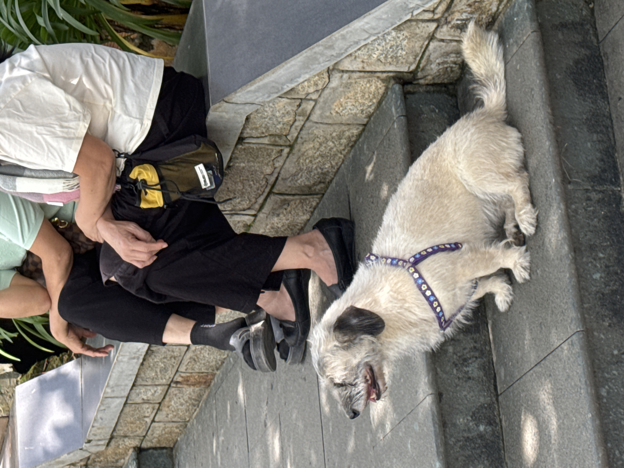 A light-colored, medium-sized dog with shaggy fur sits on stone steps in a park-like setting. The dog is wearing a harness with a pattern of small blue and white circles. Behind the dog, two people are seated on a stone bench. One person is wearing black pants and a light-colored top. The other person is wearing black pants and a white t-shirt. A yellow and black pouch is attached to the belt of the person in the white t-shirt. The background shows stone walls and greenery. The overall scene suggests a relaxed outdoor environment, possibly a public space in Da Lat, Vietnam, known for its French colonial architecture and lush gardens.