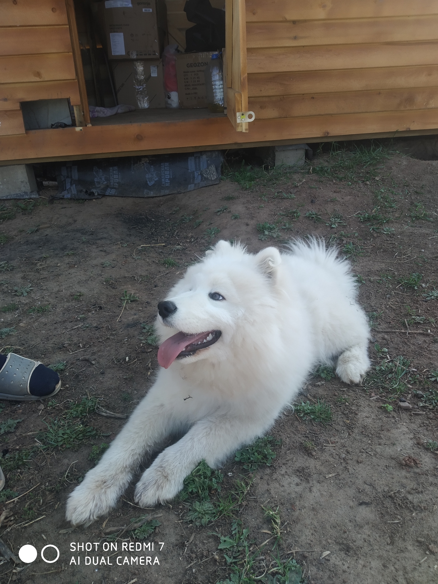 The image shows a white Samoyed dog lying on the ground in front of a small wooden structure. The ground is a mix of dirt and sparse grass. A single grey sandal is partially visible on the left side of the frame. The wooden structure appears to be a shed or outbuilding, with an open doorway showing storage items inside, including boxes and a bottle. The boxes are stacked on top of each other. The wooden structure sits on top of concrete blocks.
The name of a city is present in one of the text boxes, Chaikovsky, but it is not possible to identify anything in the image definitively linking it to Russia.