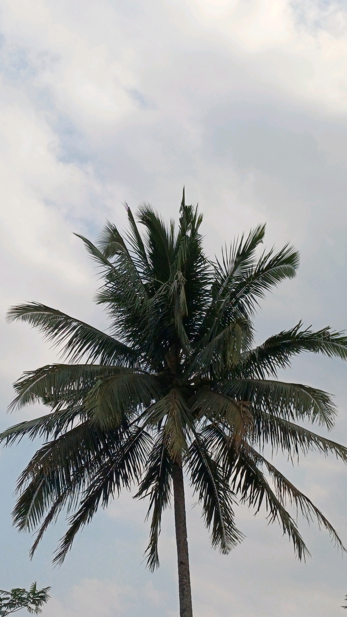 The image shows a close-up of a tall coconut palm tree against a cloudy sky. The palm tree is the central focus, with its fronds spread wide, some pointing upwards and others drooping downwards. The fronds are a deep green, with some appearing slightly dry or damaged. The trunk of the tree is visible as a rough, textured brown column. The sky above is a muted blue-gray, filled with wispy, white clouds. The lighting suggests it may be an overcast day or late afternoon. At the bottom of the frame, a few other trees with smaller, dark green leaves are partially visible. The overall impression is a serene, natural scene, likely taken outdoors in a tropical or subtropical region. The location is identified as Tengahan, Indonesia. There are no people or animals in the frame.