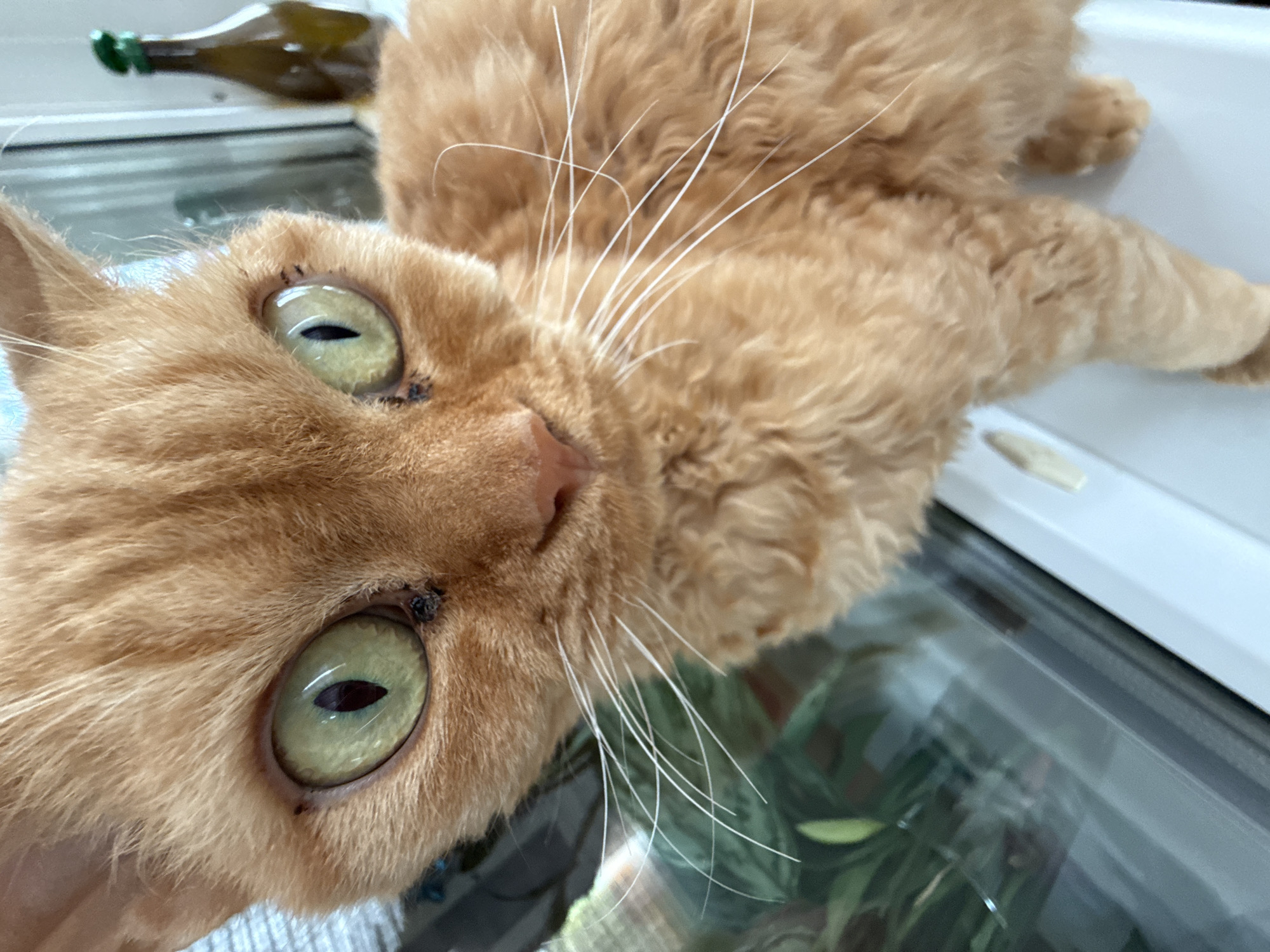 A close-up shot shows an orange cat with light green eyes lying on a glass surface. The cat's face is prominent, with focus on its eyes, whiskers, and nose. Above the cat in the background, partially out of focus, is a glass bottle with a green top. The cat appears to be lying near a window frame or sill. The background, visible through the glass surface, is indistinct but suggests foliage or vegetation. There is no explicit information in the image to confirm a location in Krasnoyarsk, Russia.