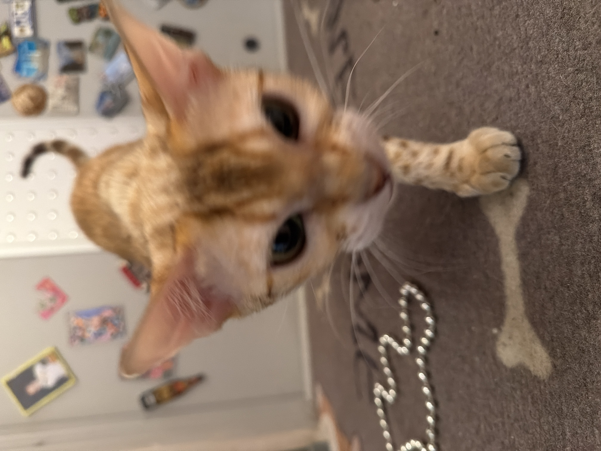 An orange tabby cat with green eyes is positioned in the foreground, its face and one paw in focus, with the rest of its body slightly blurred. The cat appears to be looking directly at the viewer. To the left, a refrigerator with several magnets is visible. To the right, a gray surface with an image of a bone and a string of beads is seen. There is no indication that the photograph was taken in Kyaselevo, Russia.