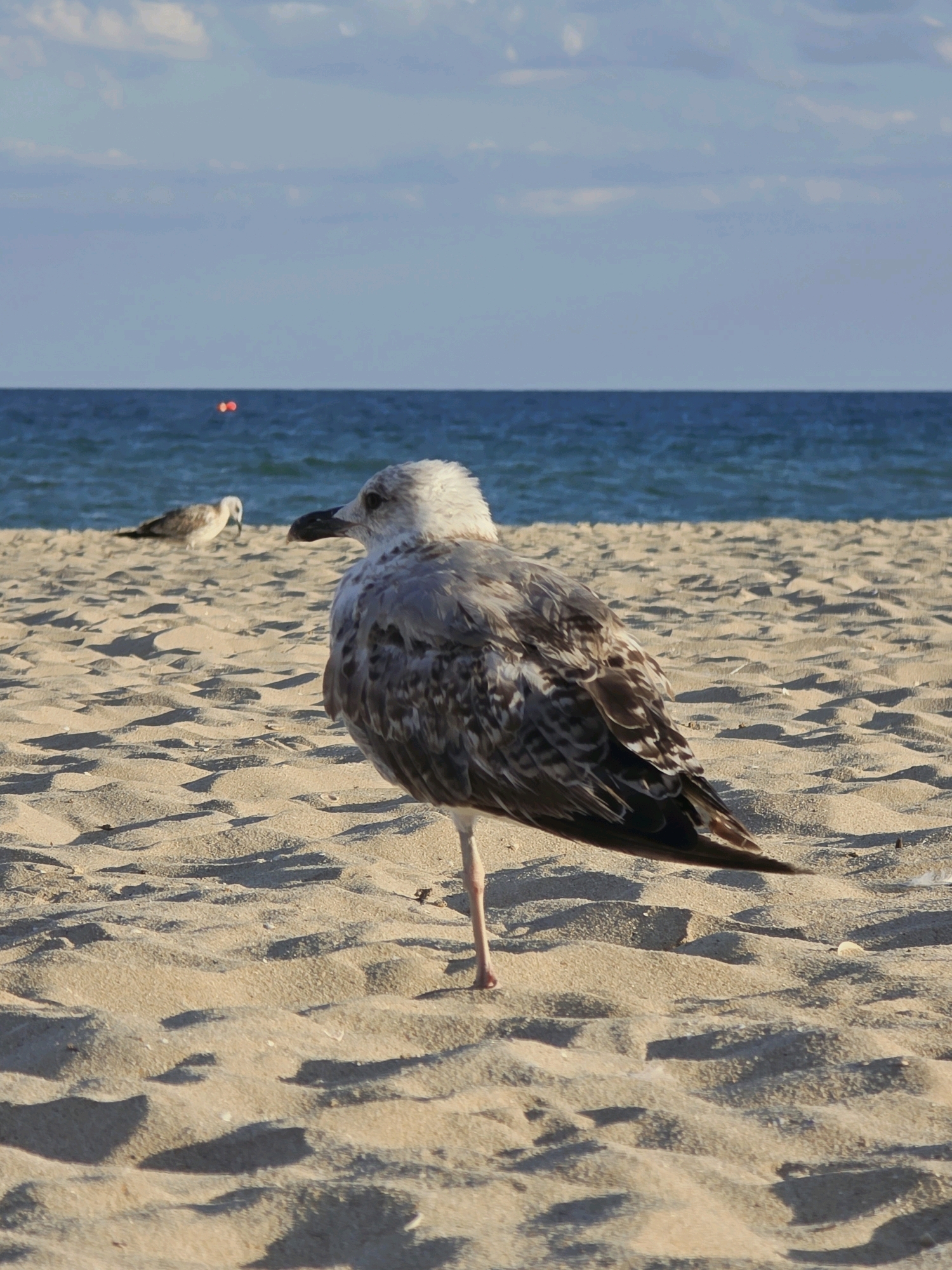 In Obrochishte, Bulgaria, a seagull stands on a sandy beach, facing left, with its right leg tucked beneath its body. The seagull has a white head and chest, with speckled brown and gray feathers on its back and wings. Its beak is dark gray. In the background, another seagull is visible, pecking at the sand. The ocean stretches out behind them, a deep blue with a slightly cloudy sky above. The sand is textured with ripples and shadows, suggesting a sunny day.