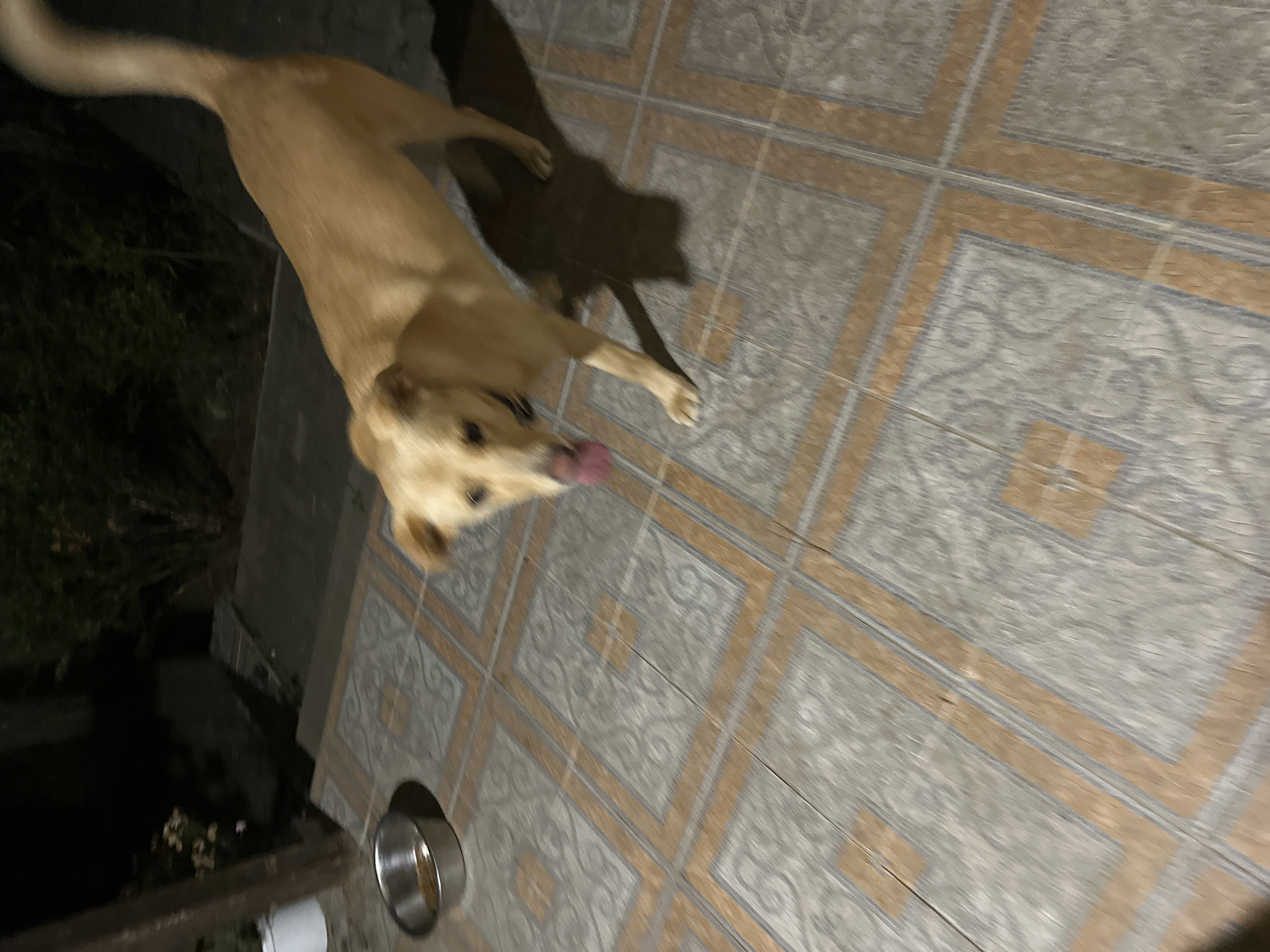 A light-colored dog with a long tail stands on a tiled patio. The dog is facing the camera with its tongue slightly out. A metal bowl is visible to the left of the dog. The patio is illuminated by artificial light, casting a shadow of the dog. The background is dark and appears to be an outdoor area with some vegetation. The image appears to have been taken at night. This scene is likely in Sochi, Russia, given the context.