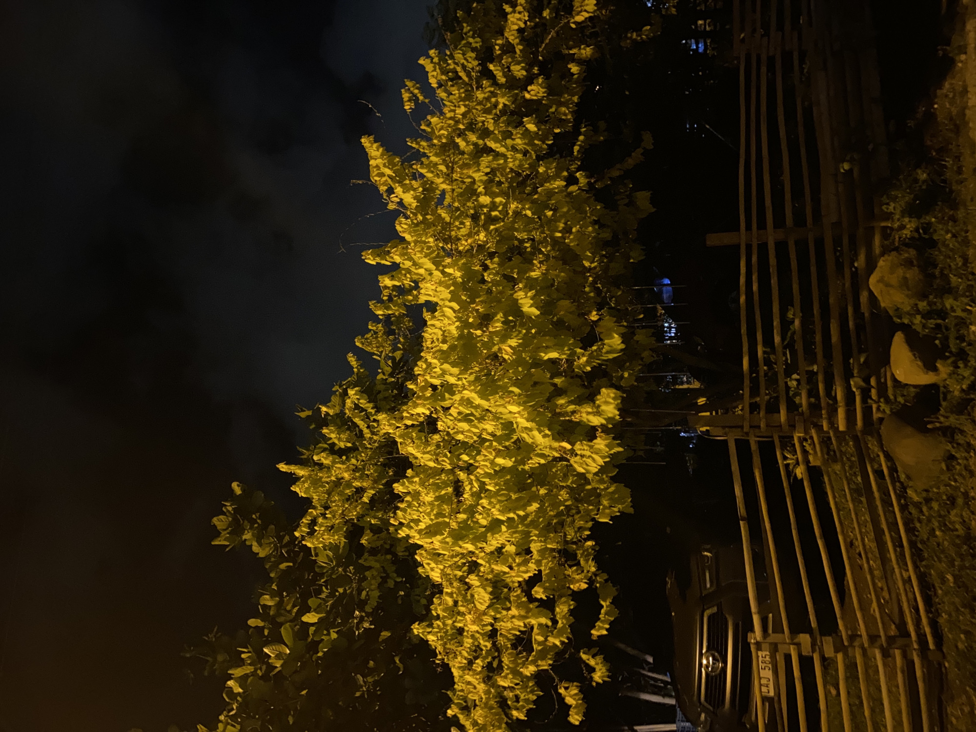 The image depicts a tree with bright yellow leaves illuminated by artificial light at night. The tree is situated behind a rustic wooden fence made of horizontally stacked logs. In the background, a dark-colored SUV is partially visible behind the fence, with its headlights on and a license plate reading "LAJ 585." The environment appears to be outdoors, with foliage and shadows contributing to a somewhat obscured view. The sky above is dark, with some hints of clouds. This scene is consistent with an outdoor location in Davao City, Philippines, likely a residential area or a park, given the presence of a vehicle and a fence.