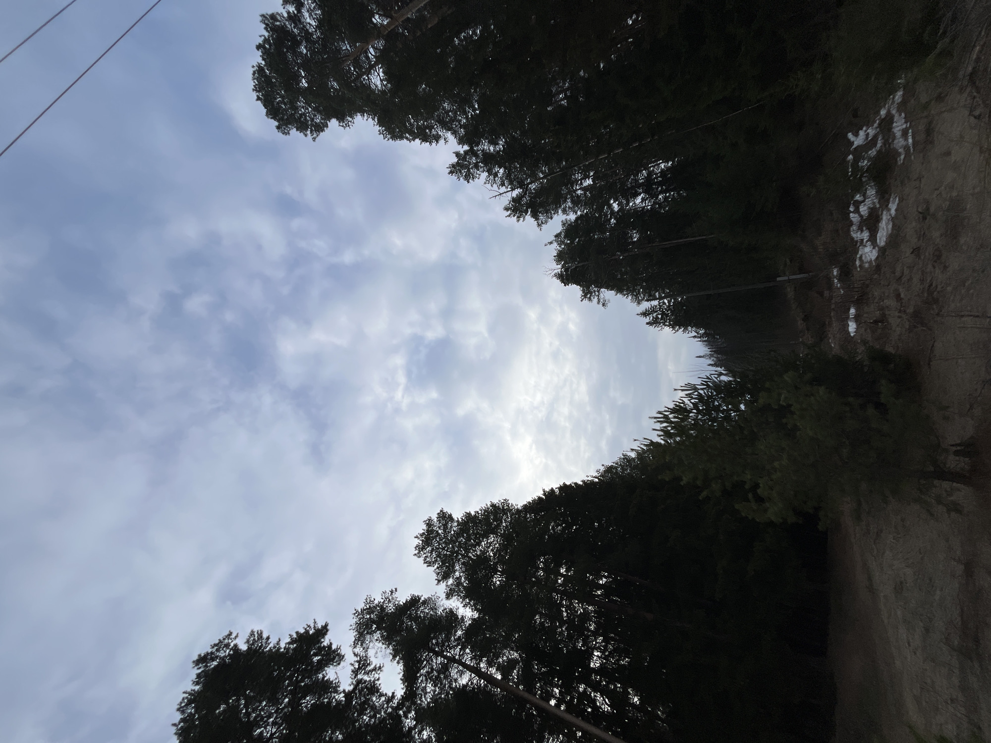 The image shows a view upwards through trees towards a cloudy sky. The trees are dark green and appear to be coniferous. On the right side of the image, there is a slope or embankment with some patches of snow or ice. A power line runs across the upper left of the frame. While the location is said to be Chaikovsky, Russia, this cannot be verified from the image alone.